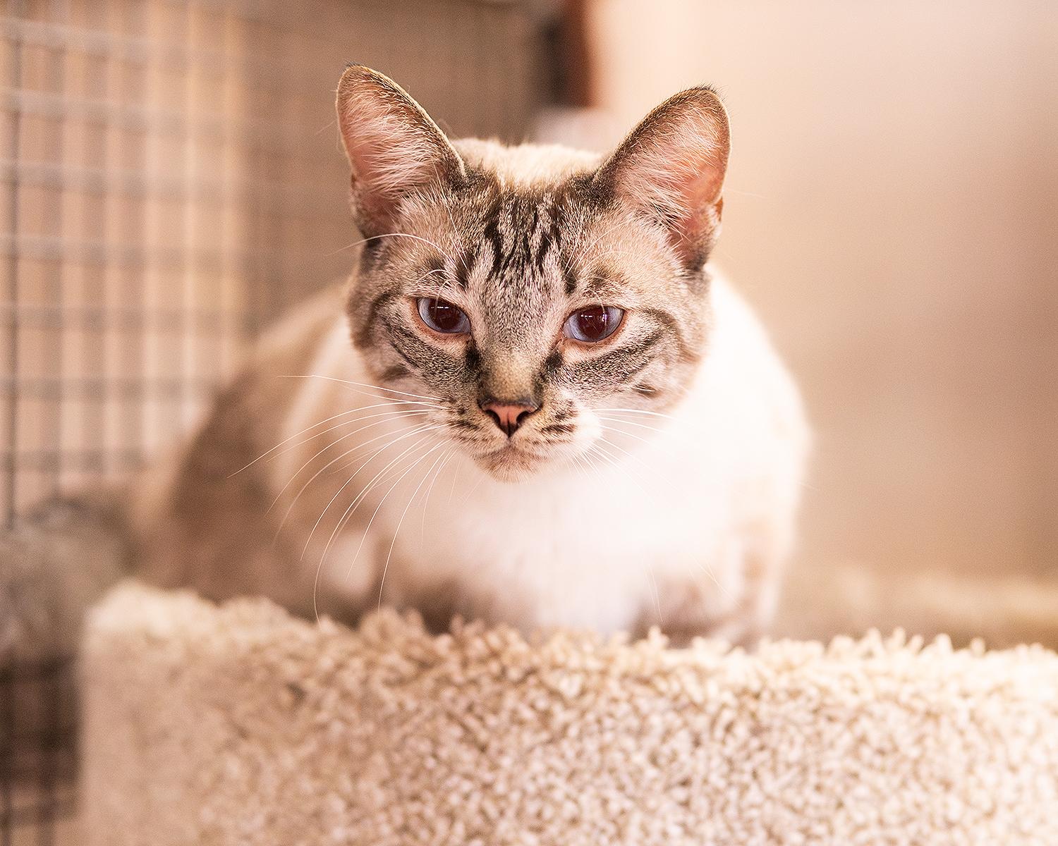 Mochi, a ADOPTABLE Siamese in Marana, AZ image 3/4