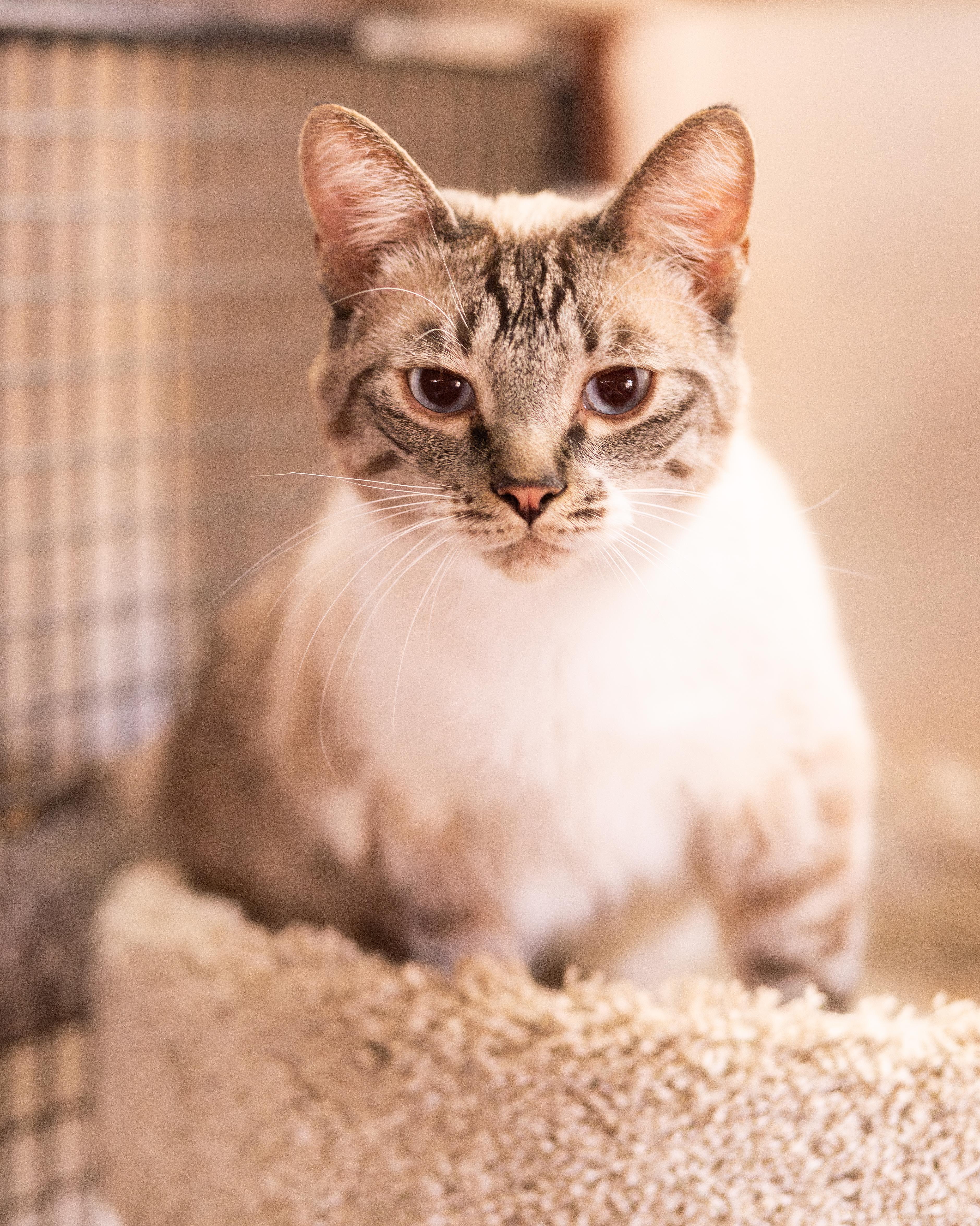 Mochi, a ADOPTABLE Siamese in Marana, AZ image 4/4