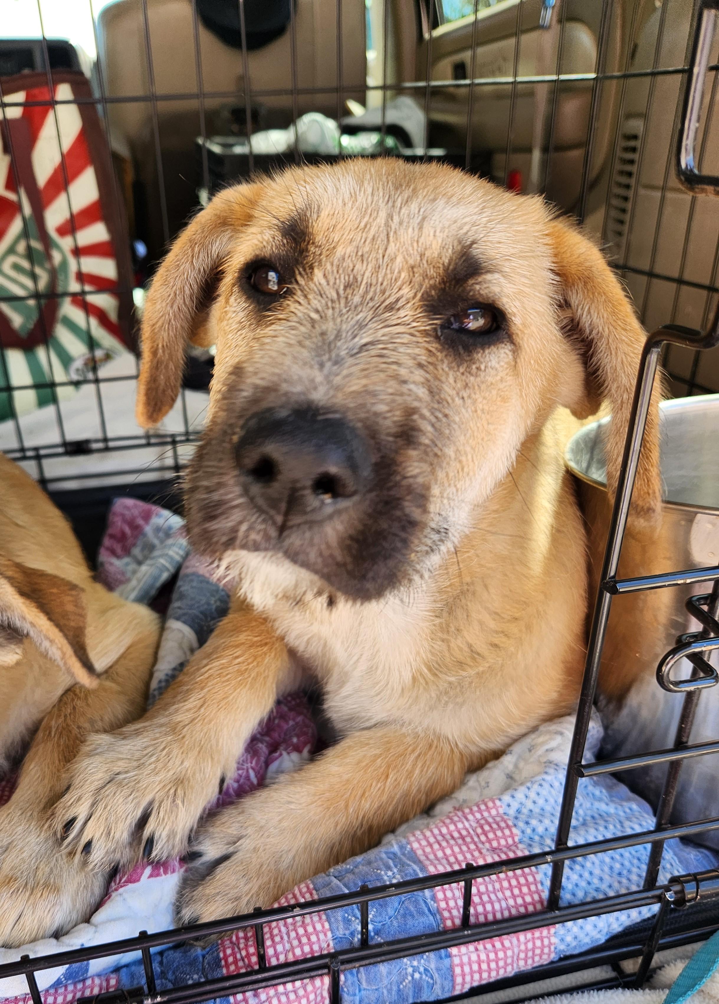 Elsa, Baby Female German Shepherd Dog