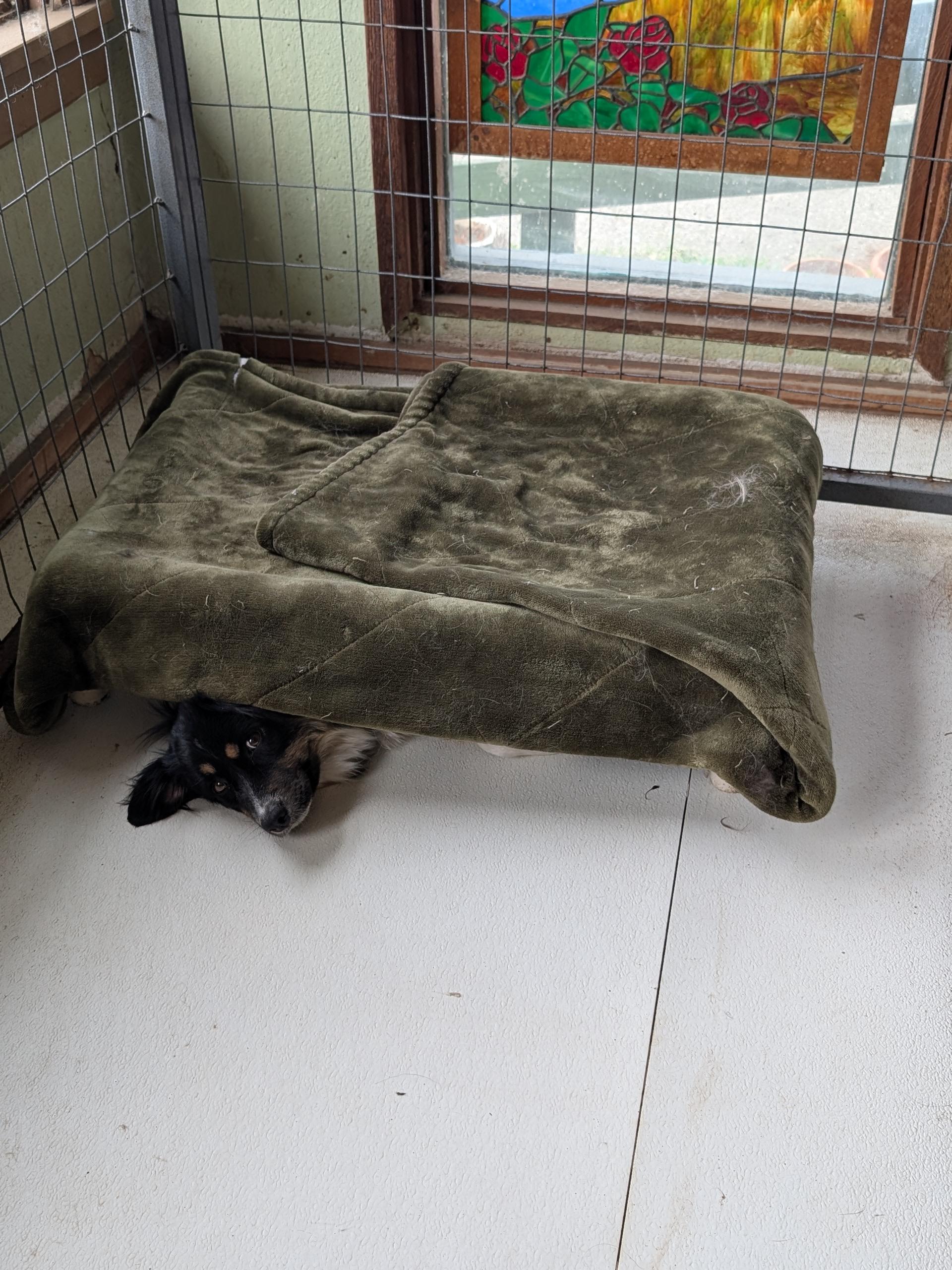 Enlarge Cherie, an adopted Australian Shepherd in COEUR D ALENE, ID image 4/6