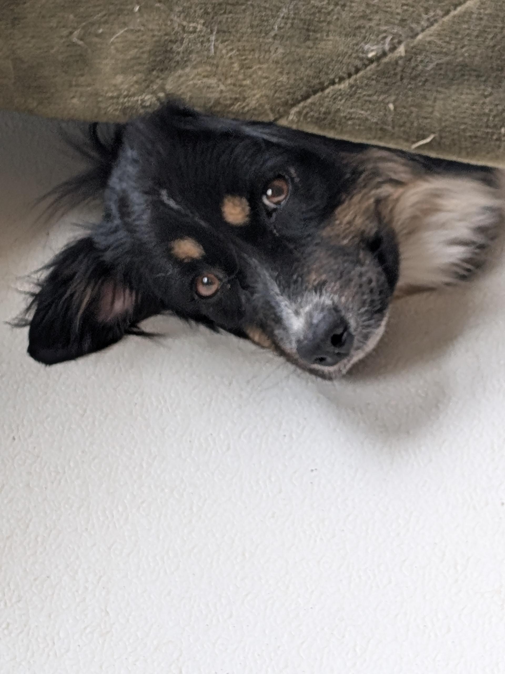Enlarge Cherie, an adopted Australian Shepherd in COEUR D ALENE, ID image 6/6