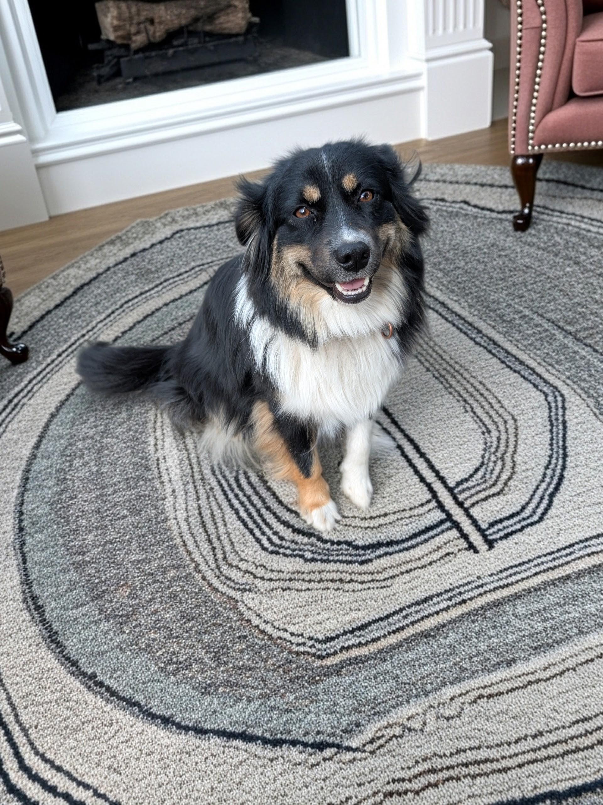 Enlarge Cherie, an adopted Australian Shepherd in COEUR D ALENE, ID image 3/6