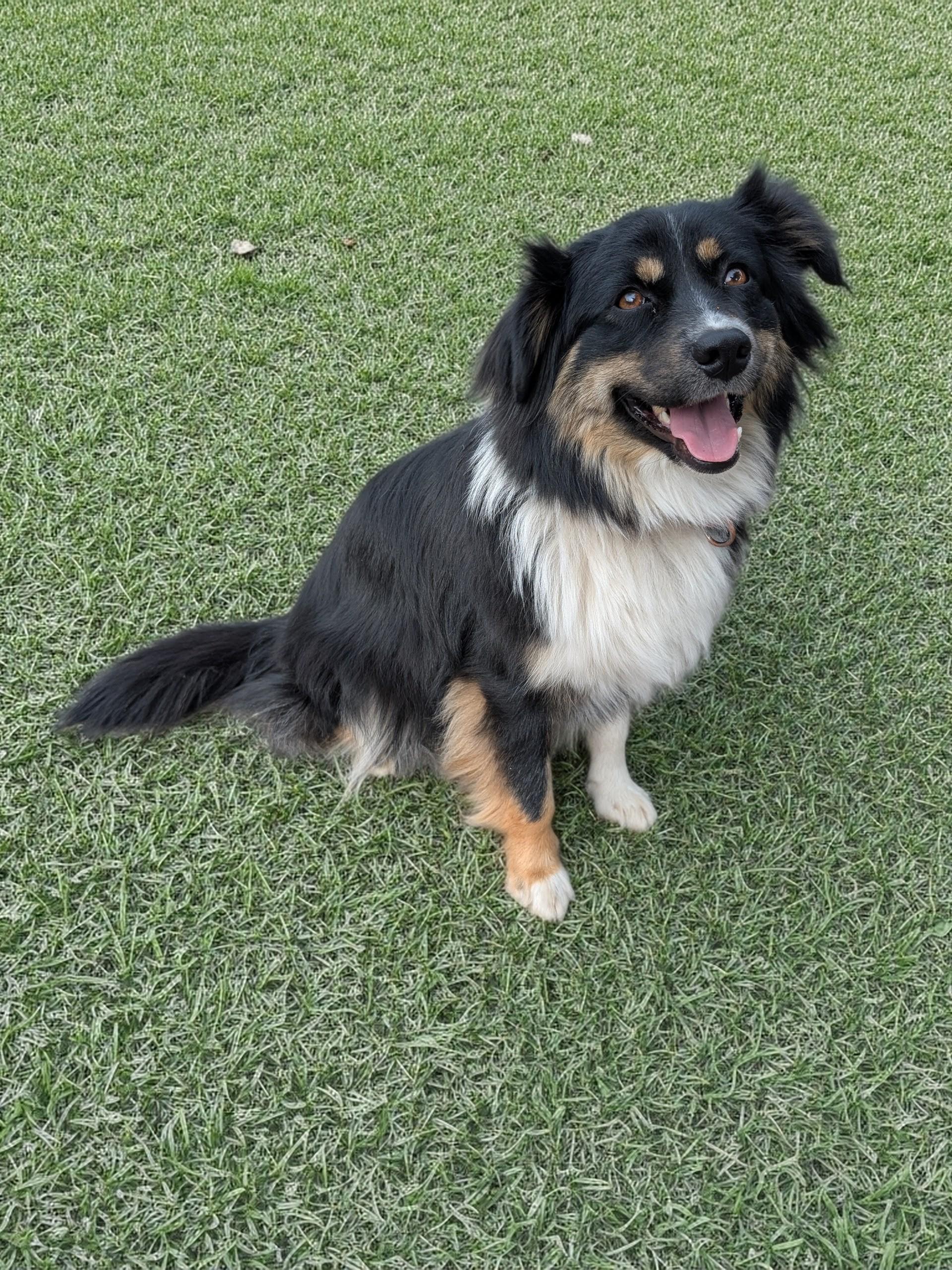 Enlarge Cherie, an adopted Australian Shepherd in COEUR D ALENE, ID image 5/6