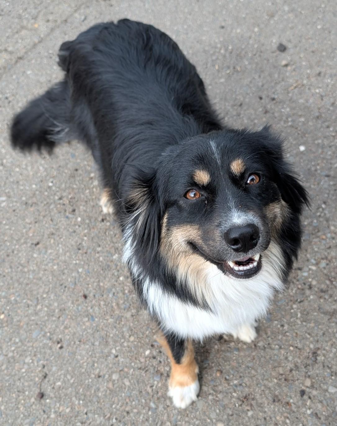 Enlarge Cherie, an adopted Australian Shepherd in COEUR D ALENE, ID image 2/6