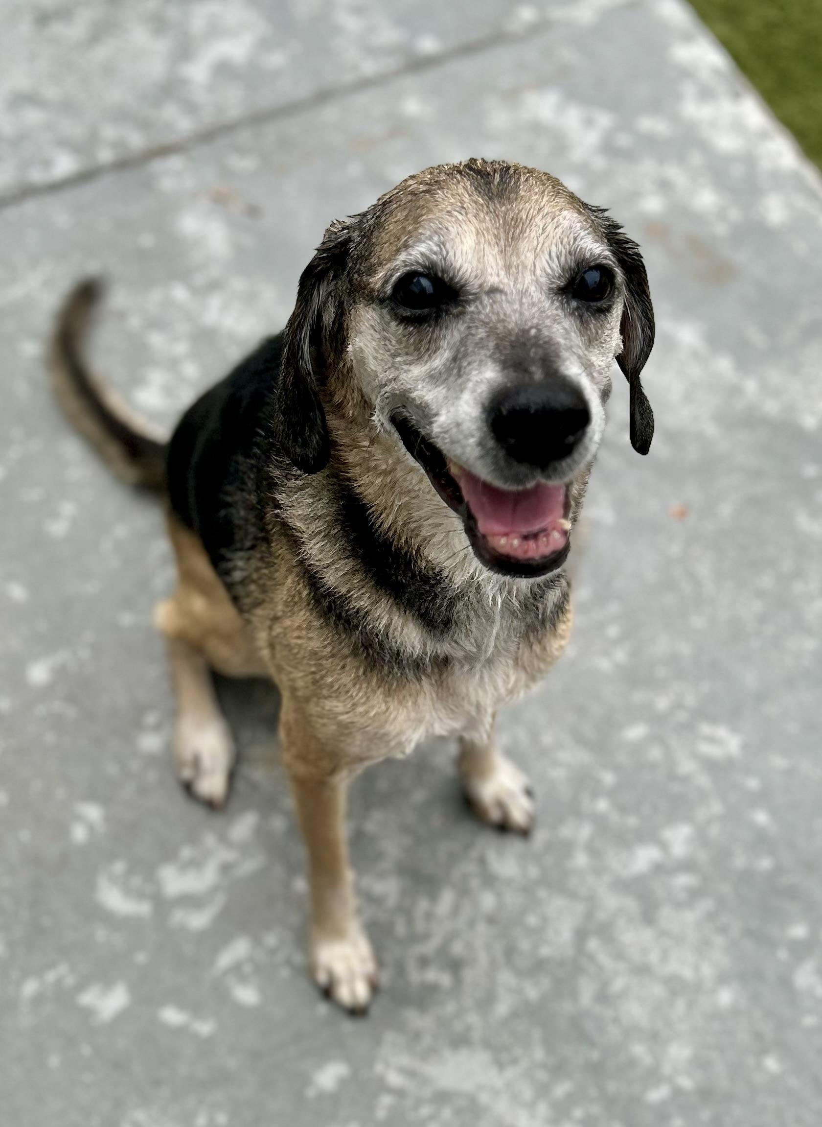 Brandy, ADOPTABLE, Senior Female Beagle.