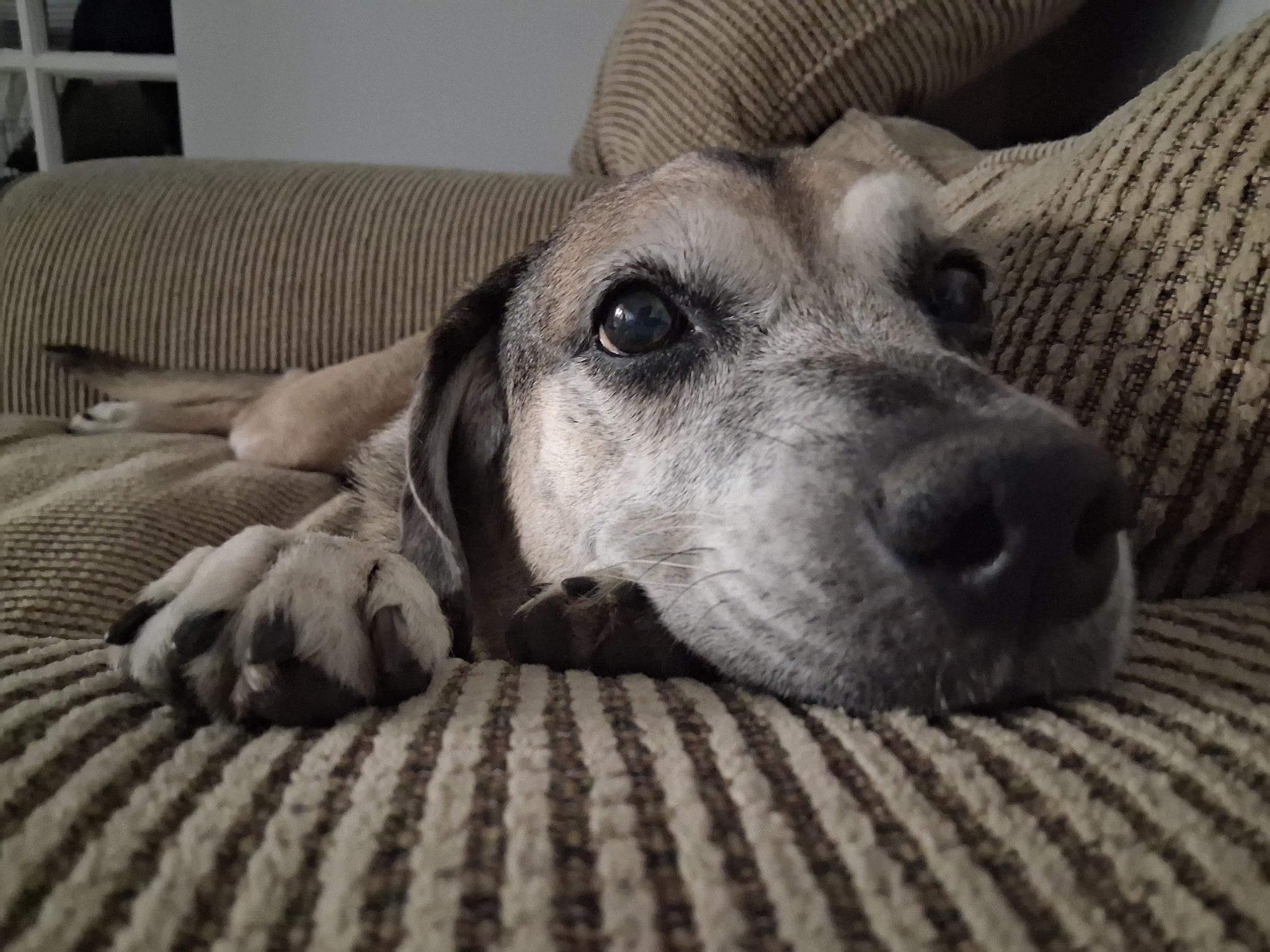 Enlarge Brandy, a ADOPTABLE mixed breed in Coconut Creek, FL image 3/5