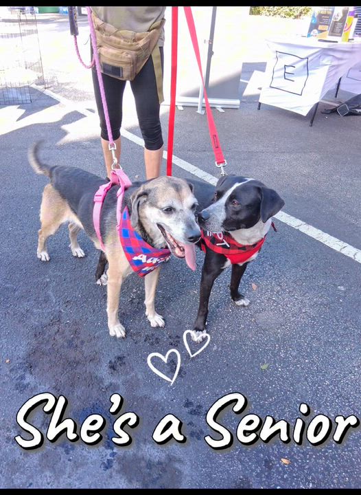 Enlarge Brandy, a ADOPTABLE mixed breed in Coconut Creek, FL video 5/5