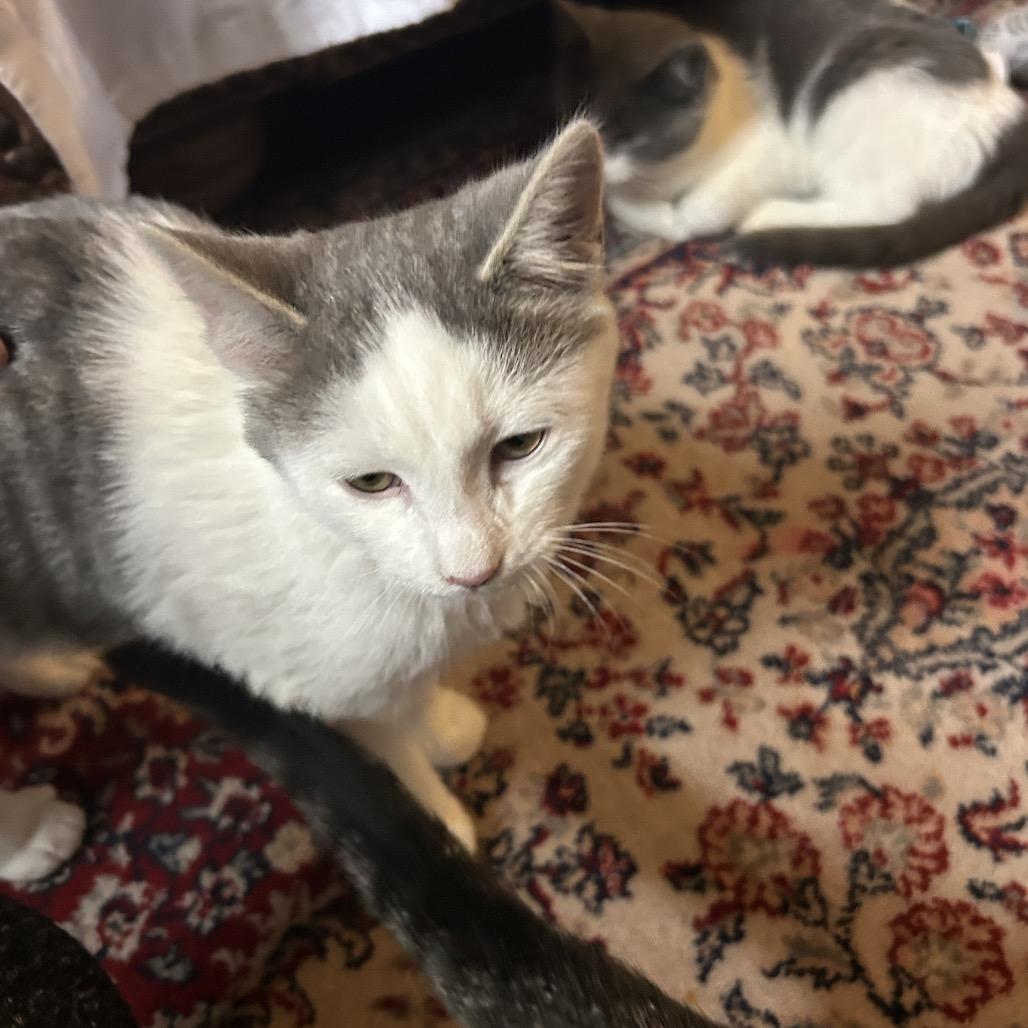 Enlarge Jordan *adoption pending* in Baltimore, MD, a Adoptable Domestic Medium Hair in Alexandria, VA image 1/6