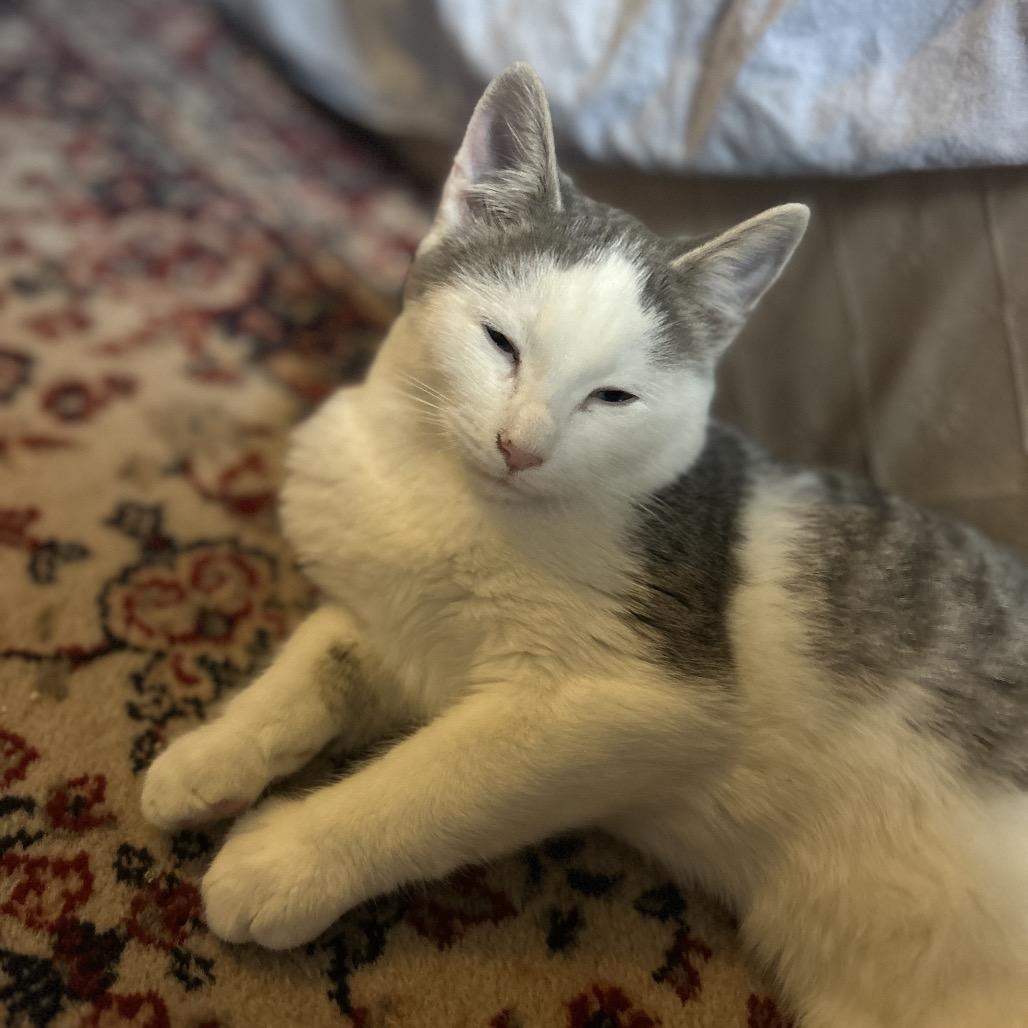 Enlarge Jordan *adoption pending* in Baltimore, MD, a Adoptable Domestic Medium Hair in Alexandria, VA image 2/6