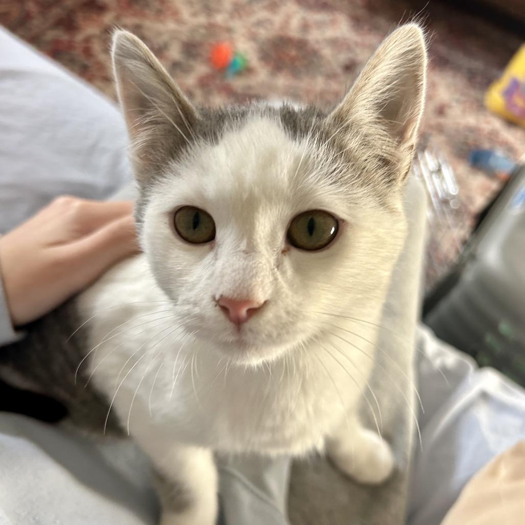 Enlarge Jordan *adoption pending* in Baltimore, MD, a Adoptable Domestic Medium Hair in Alexandria, VA image 3/6