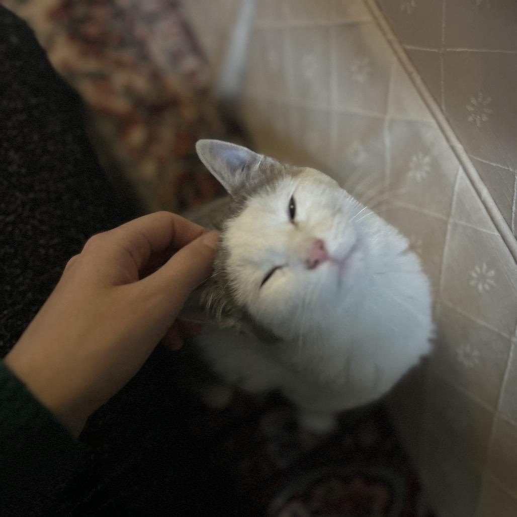 Enlarge Jordan *adoption pending* in Baltimore, MD, a Adoptable Domestic Medium Hair in Alexandria, VA image 4/6