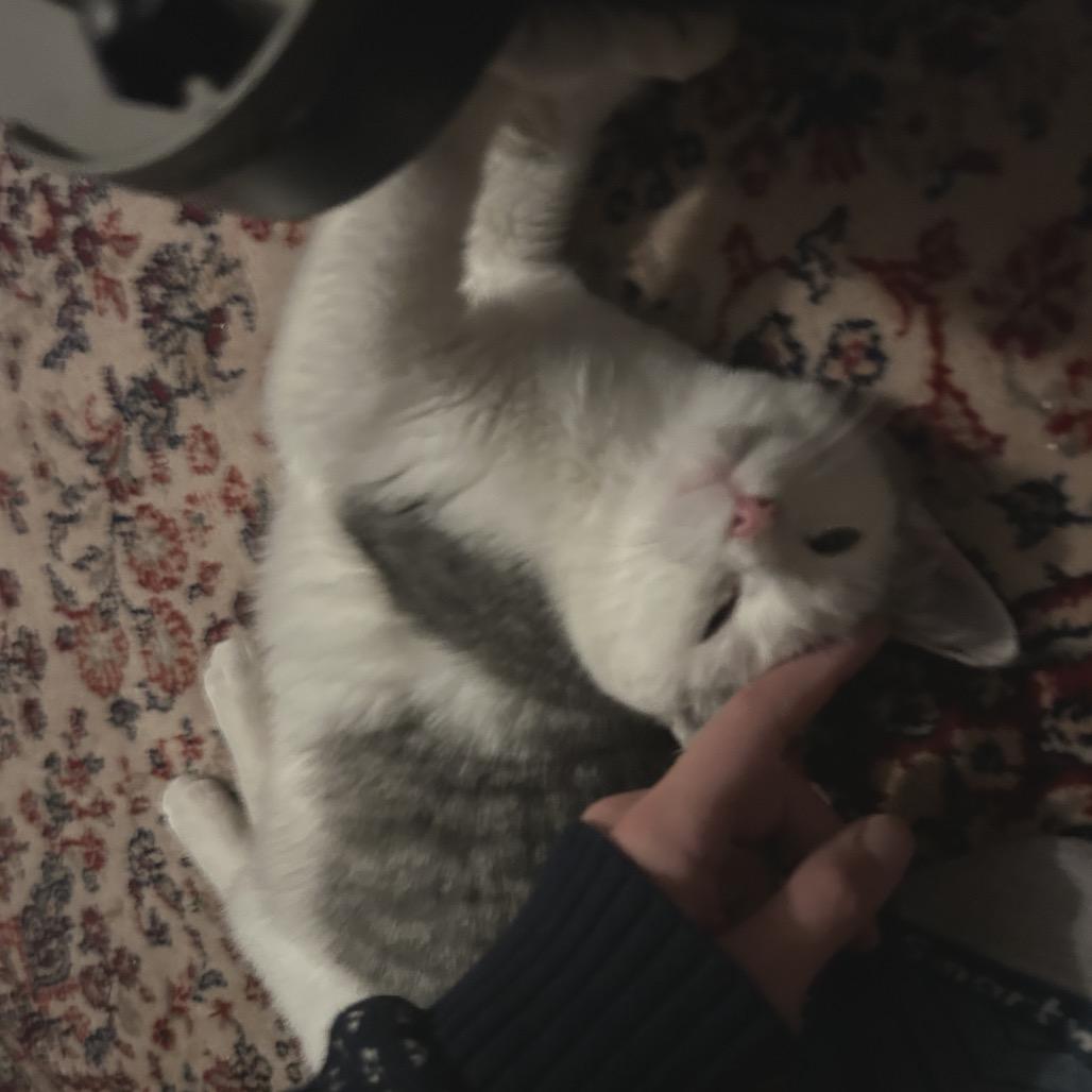 Enlarge Jordan *adoption pending* in Baltimore, MD, a Adoptable Domestic Medium Hair in Alexandria, VA image 5/6