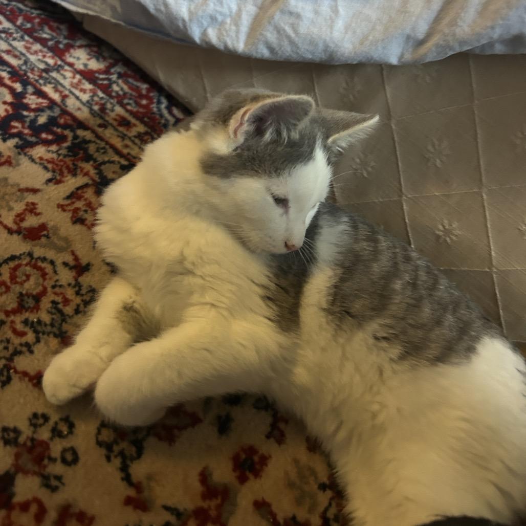 Enlarge Jordan *adoption pending* in Baltimore, MD, a Adoptable Domestic Medium Hair in Alexandria, VA image 6/6