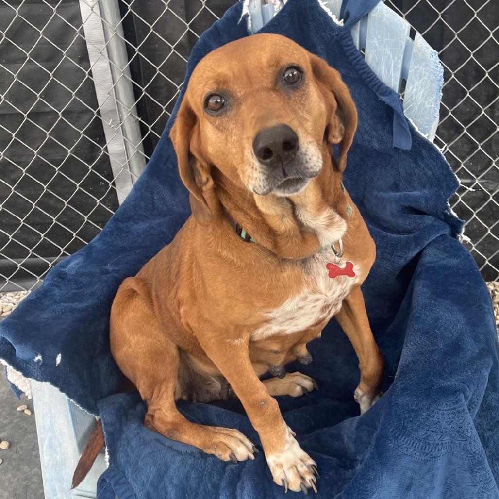 Jolene, a Adoptable Hound in Waynesville, NC image 1/6