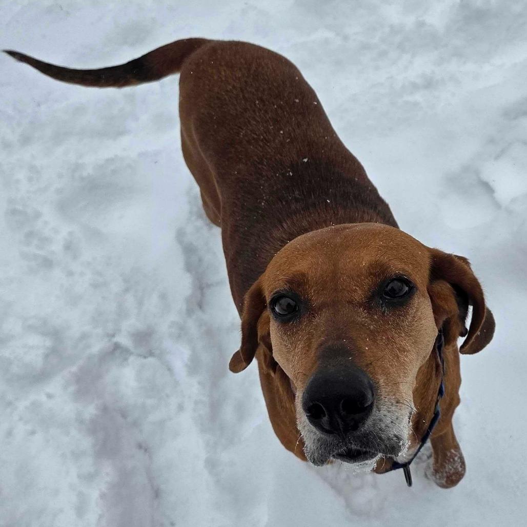 Jolene, a Adoptable Hound in Waynesville, NC image 2/6