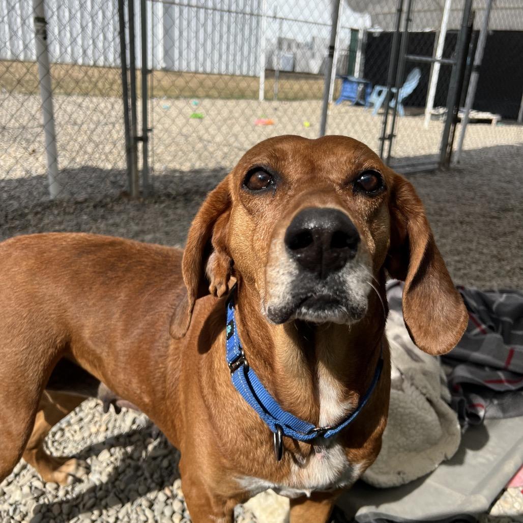 Jolene, a Adoptable Hound in Waynesville, NC image 3/6