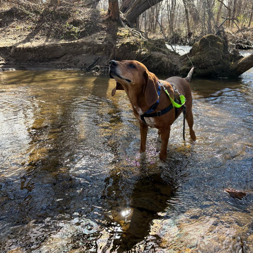 Jolene, a Adoptable Hound in Waynesville, NC image 5/6