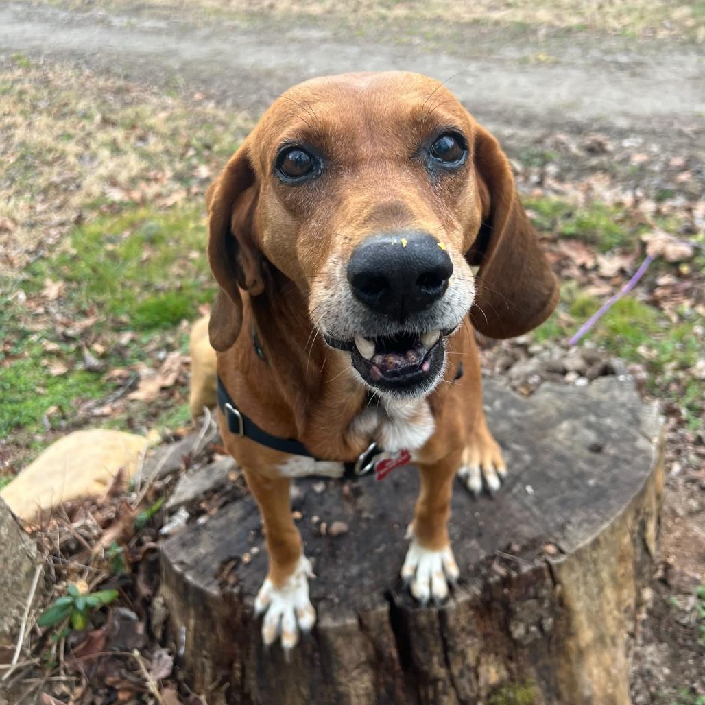 Jolene, a Adoptable Hound in Waynesville, NC image 6/6