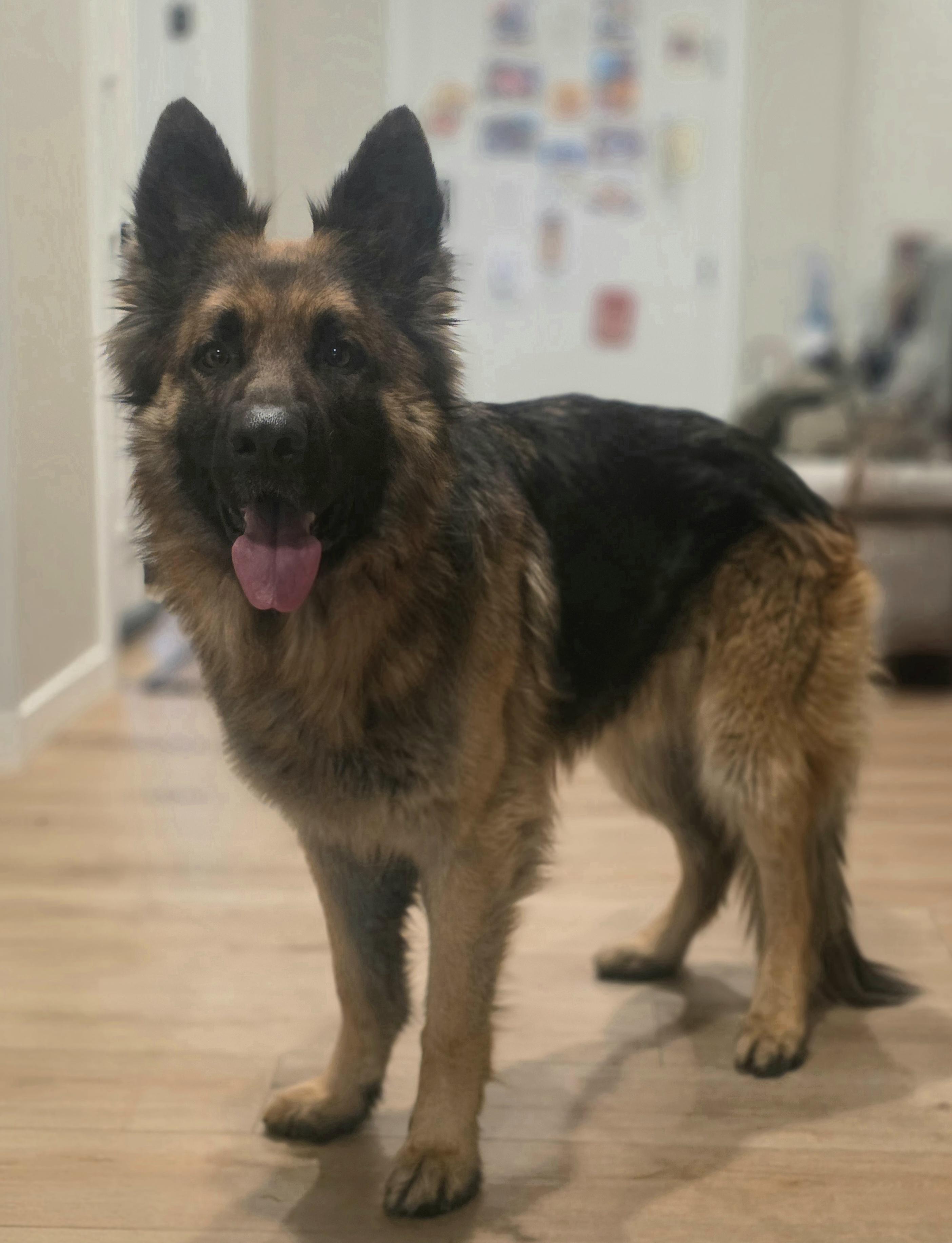 Enlarge Charlie, a Adopted German Shepherd Dog in Elk, WA image 2/6