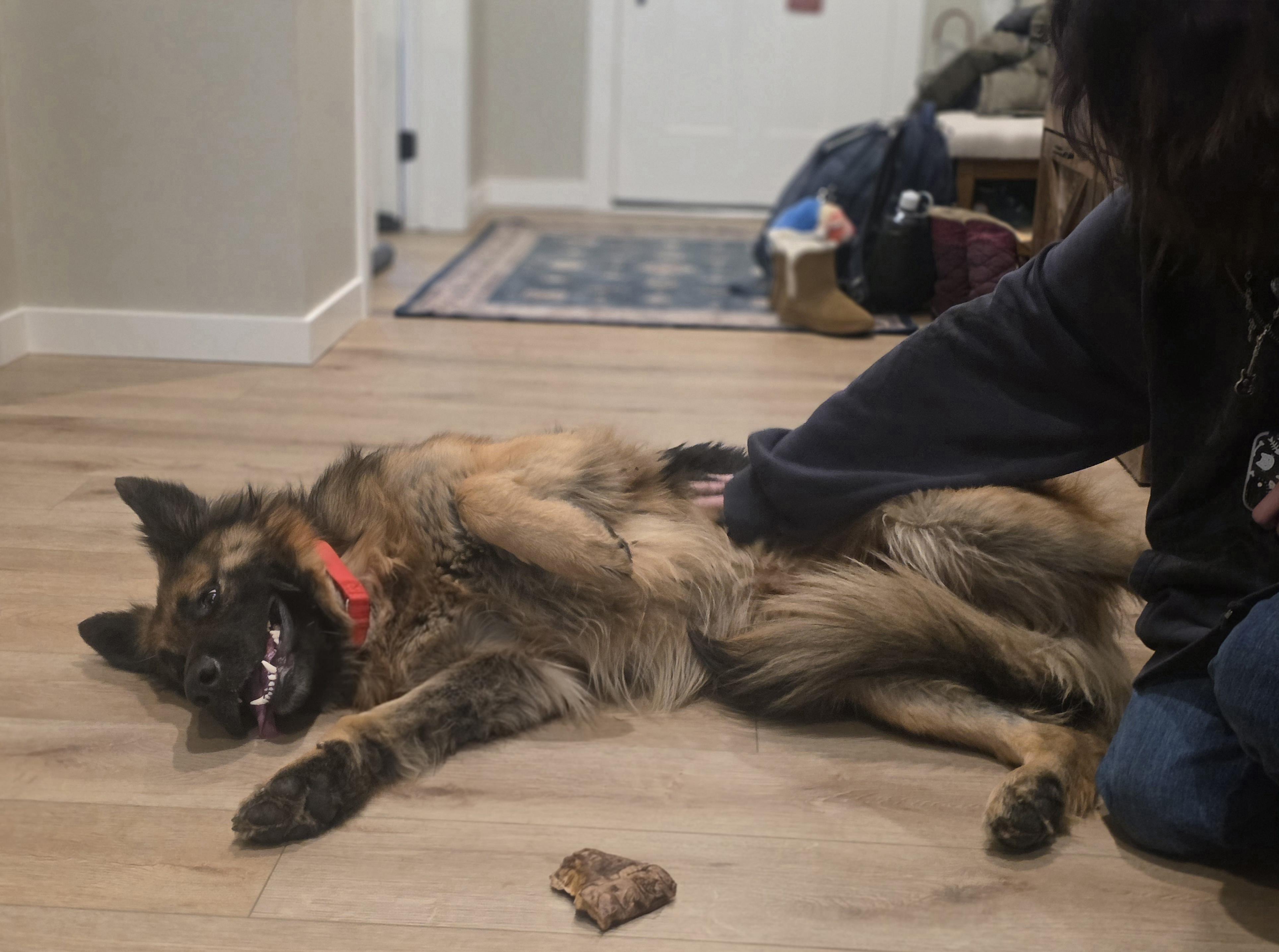 Enlarge Charlie, a Adopted German Shepherd Dog in Elk, WA image 4/6