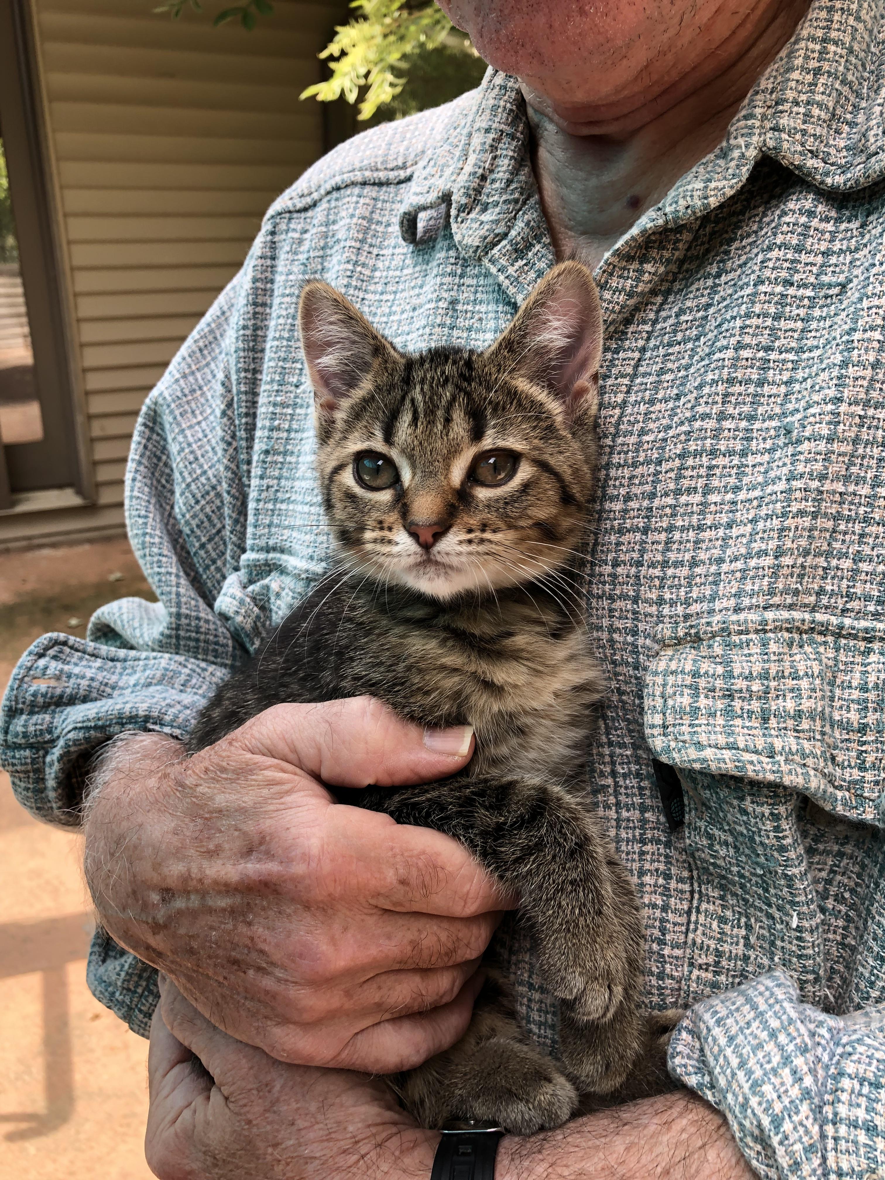 Enlarge Alfie, an adopted Domestic Short Hair in Warren, OH image 1/2