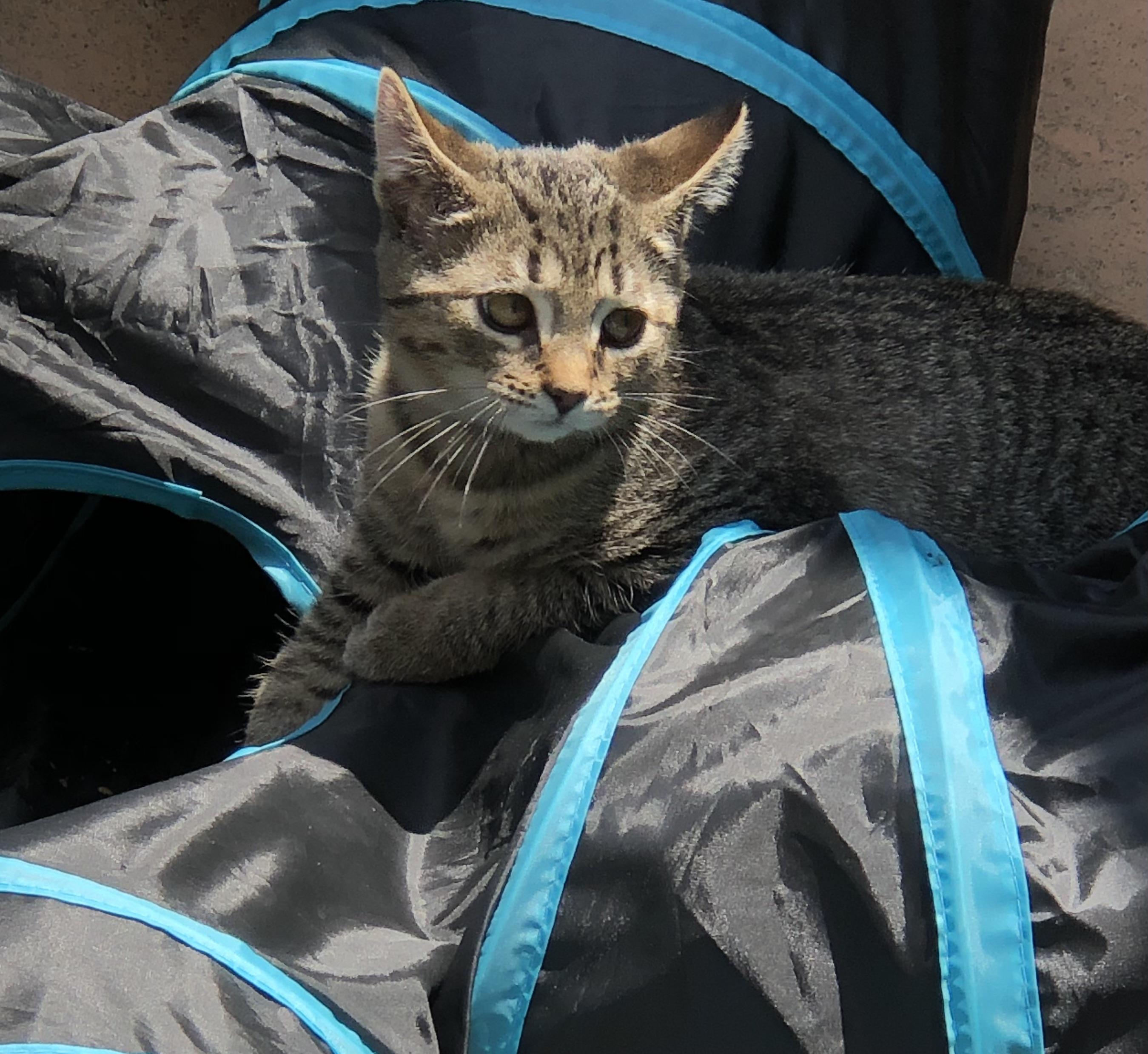Enlarge Alfie, an adopted Domestic Short Hair in Warren, OH image 2/2