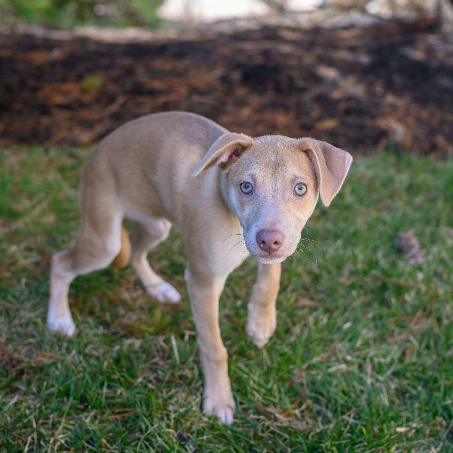 Enlarge CHARLIE, a ADOPTABLE mixed breed in Hamilton, NJ image 5/6