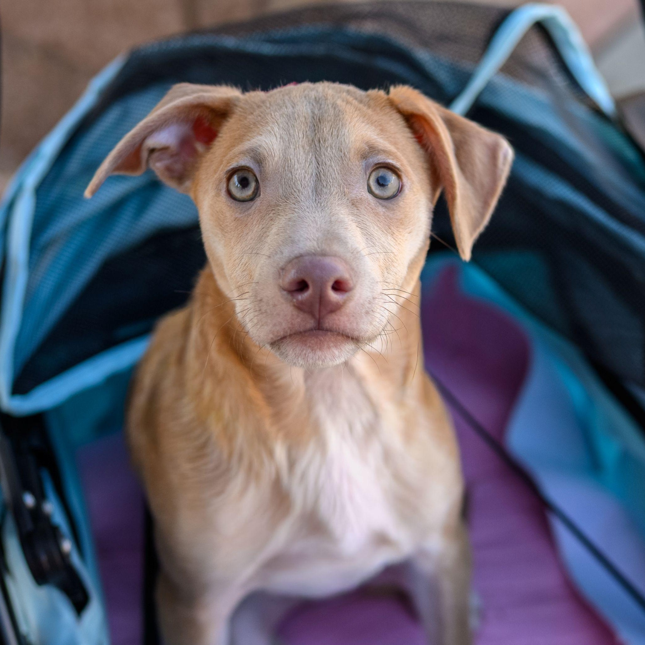 Enlarge CHARLIE, a ADOPTABLE mixed breed in Hamilton, NJ image 1/6