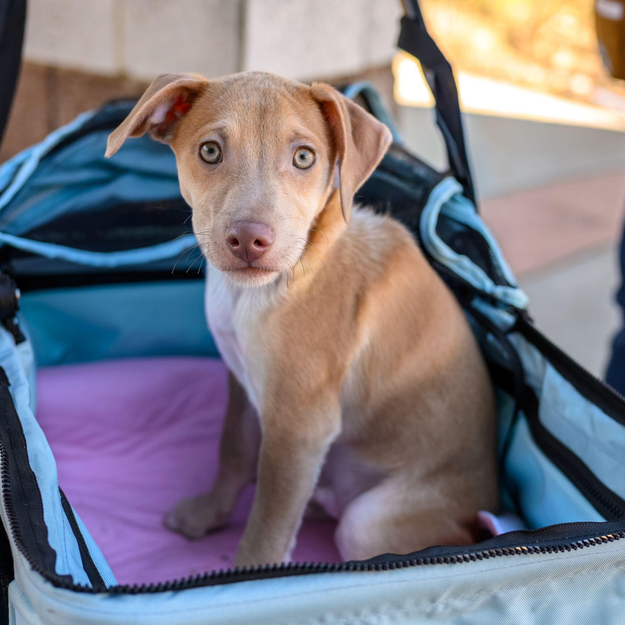 Enlarge CHARLIE, a ADOPTABLE mixed breed in Hamilton, NJ image 3/6