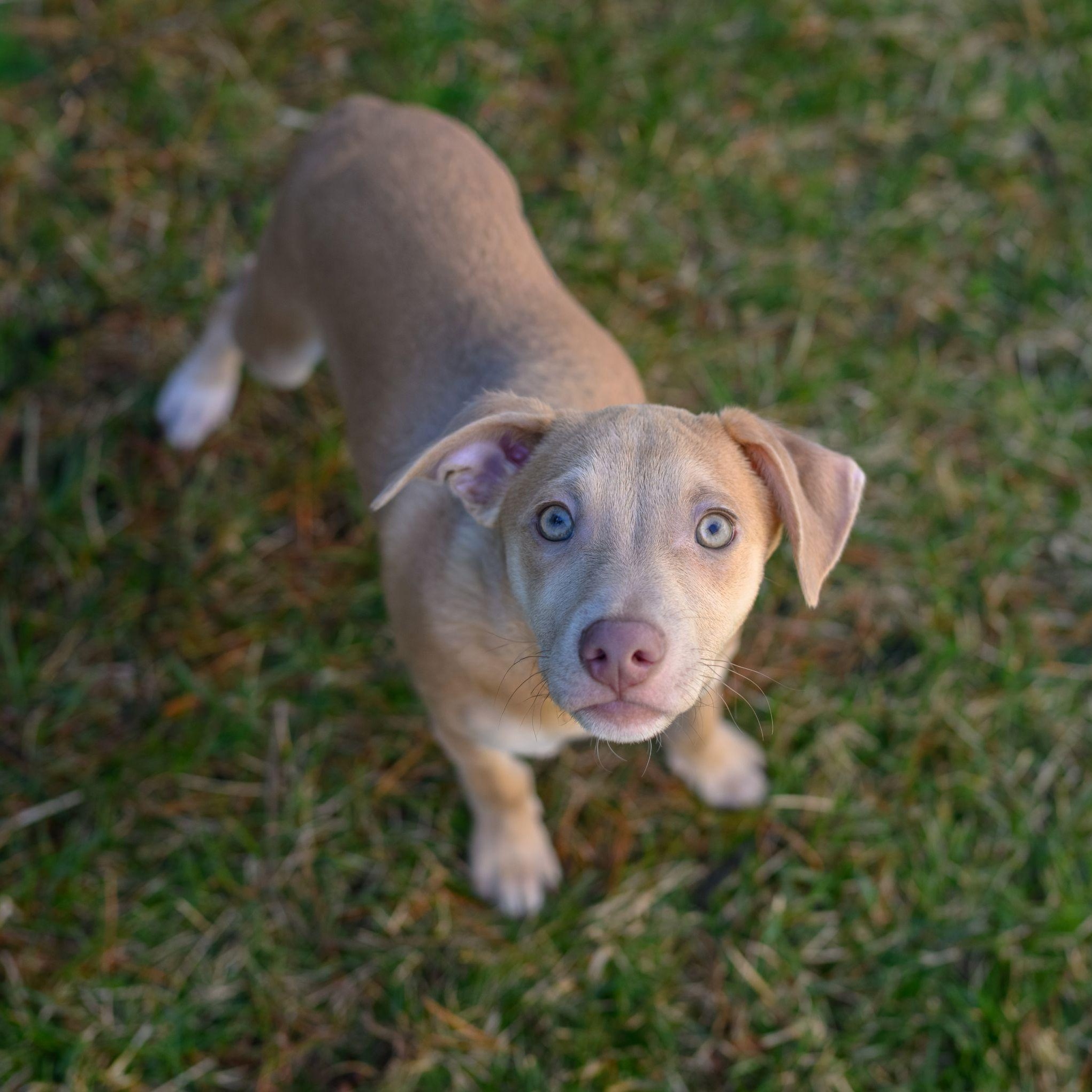 Enlarge CHARLIE, a ADOPTABLE mixed breed in Hamilton, NJ image 4/6