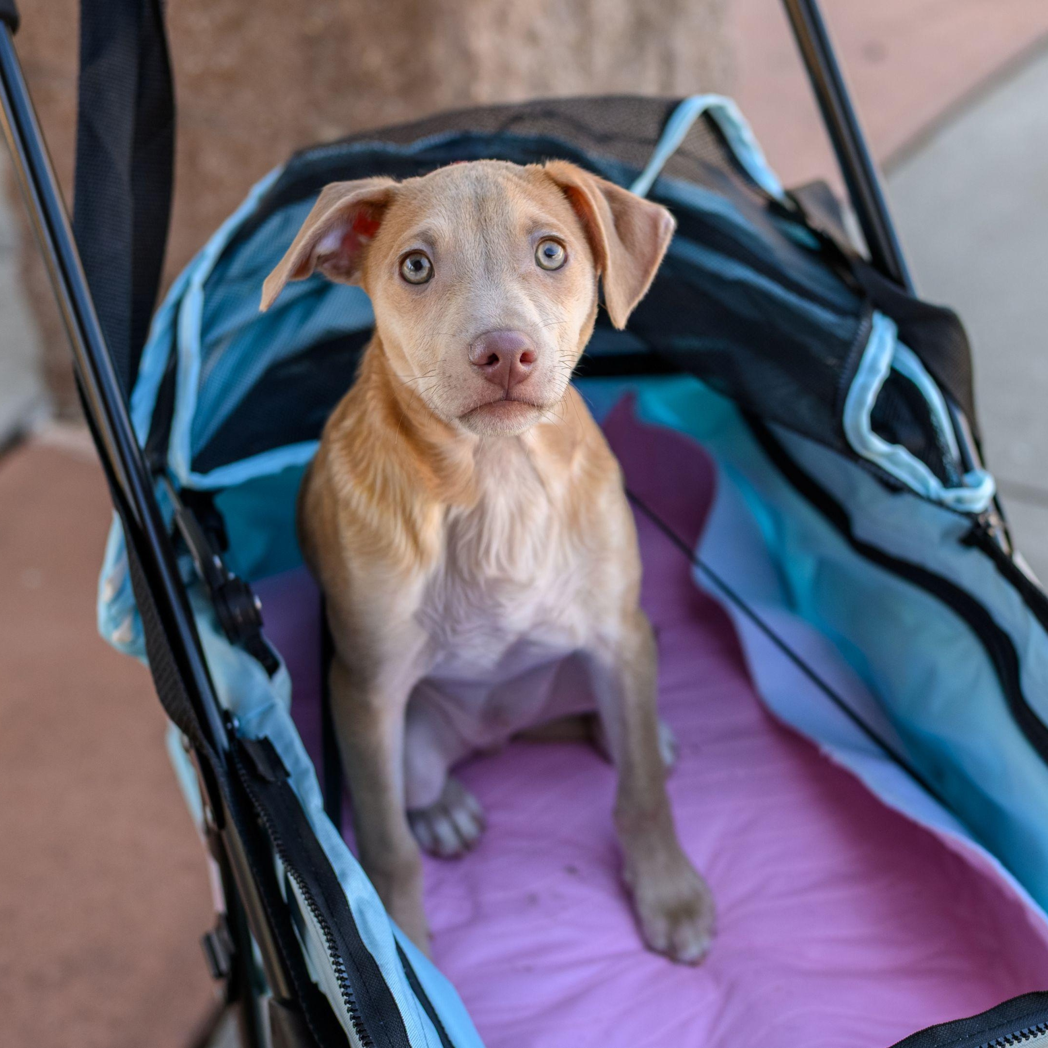 Enlarge CHARLIE, a ADOPTABLE mixed breed in Hamilton, NJ image 2/6
