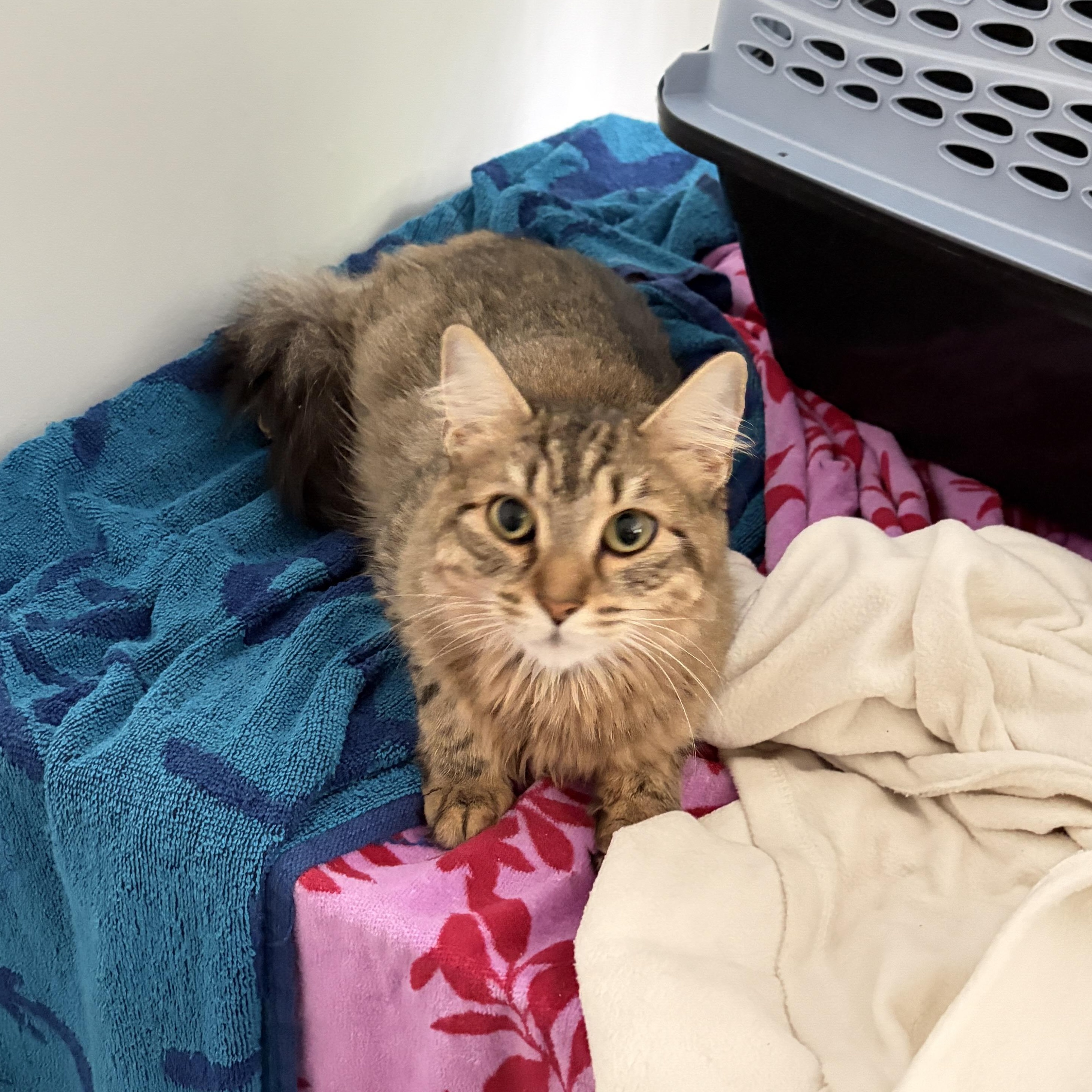 Enlarge Laleh, a ADOPTABLE Domestic Long Hair in New Britain, CT image 3/6