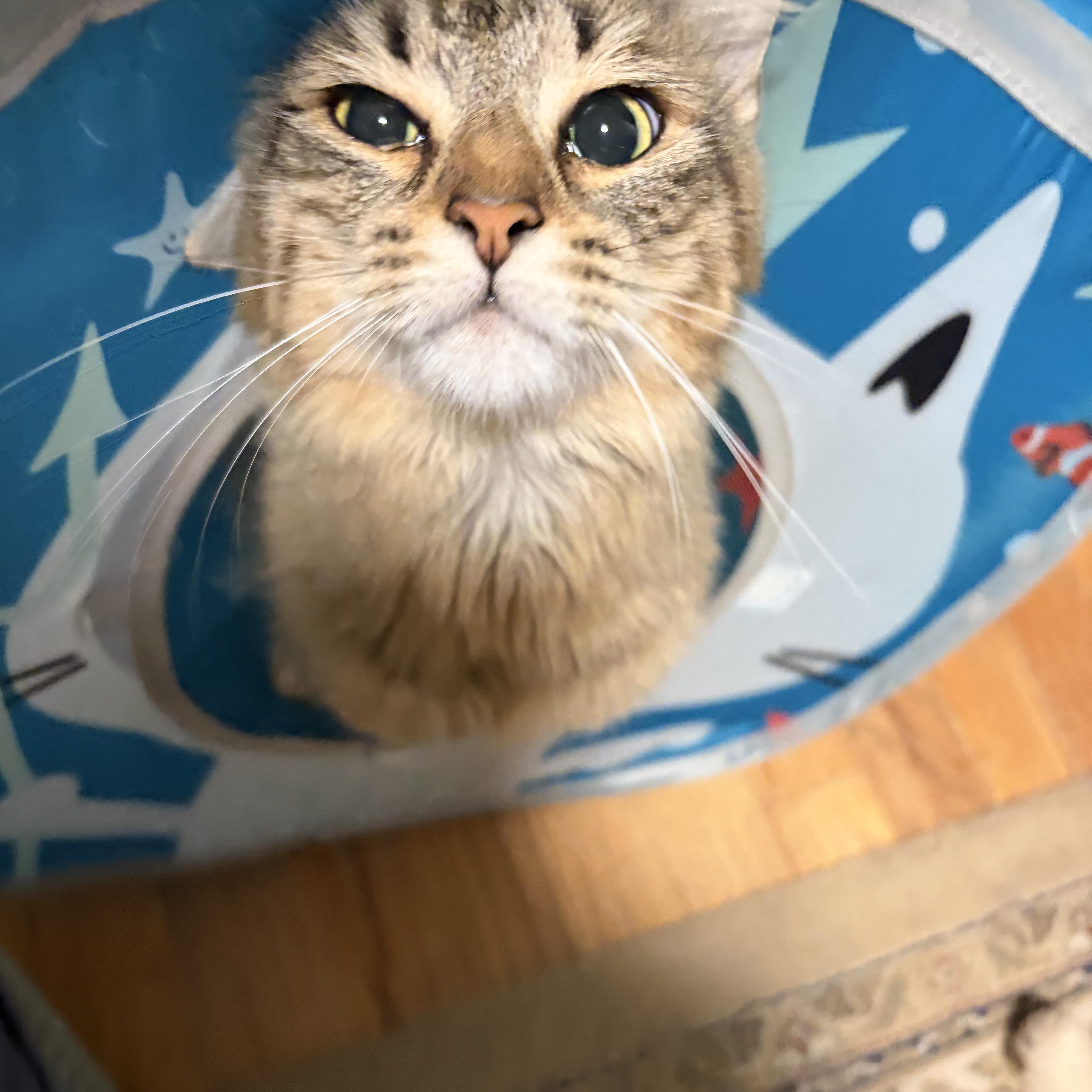 Laleh, ADOPTABLE, Young Female Domestic Long Hair.