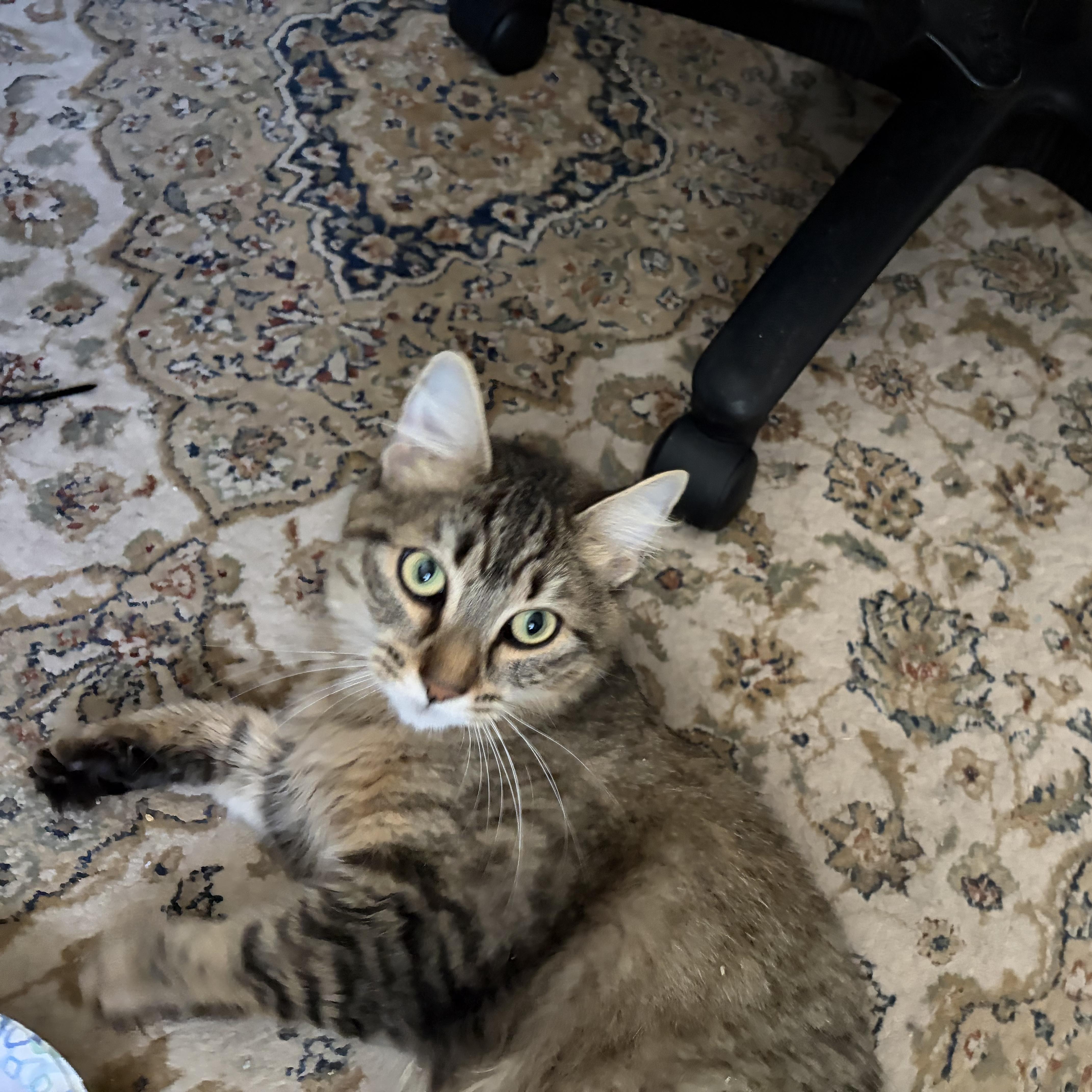 Enlarge Laleh, a ADOPTABLE Domestic Long Hair in New Britain, CT image 6/6