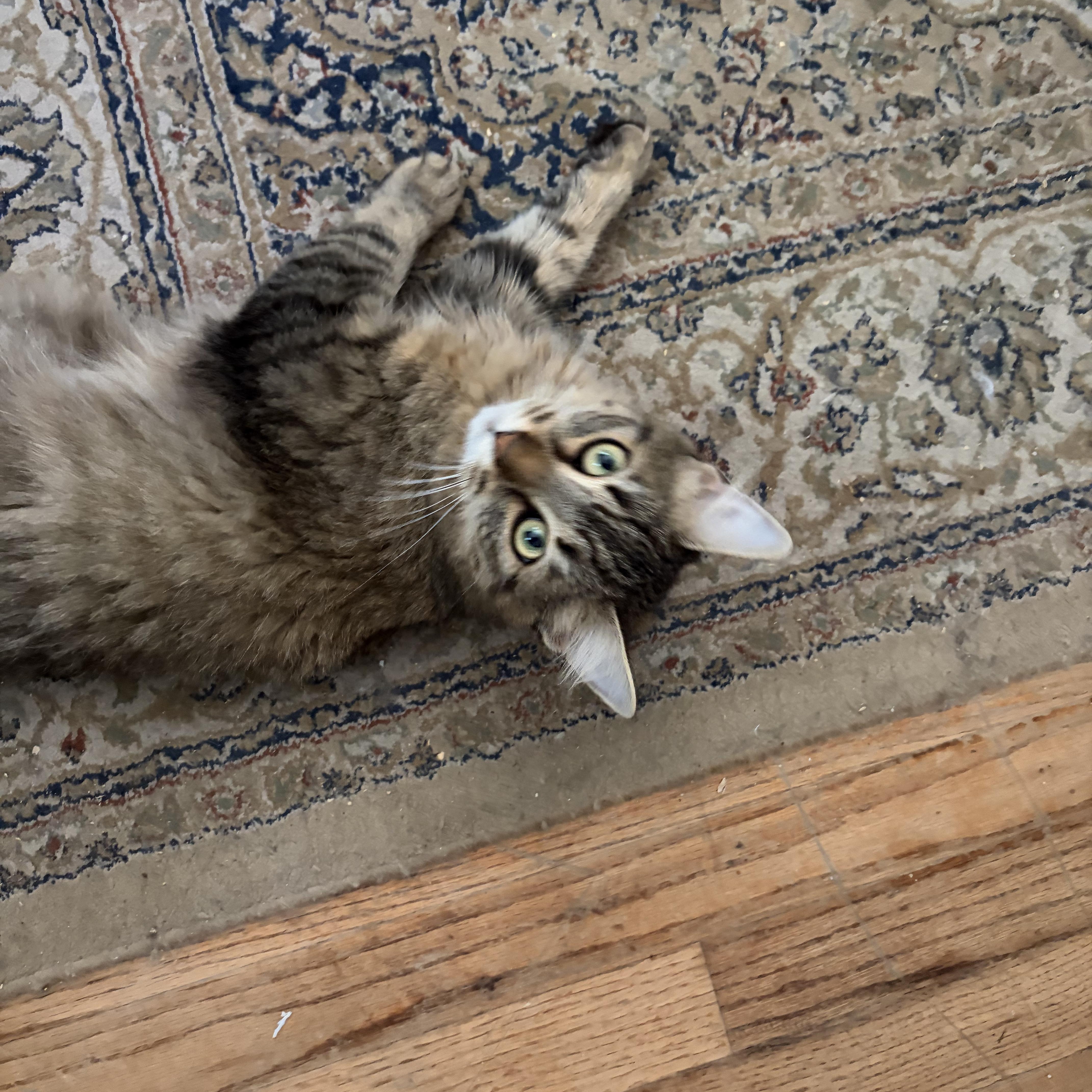 Enlarge Laleh, a ADOPTABLE Domestic Long Hair in New Britain, CT image 5/6