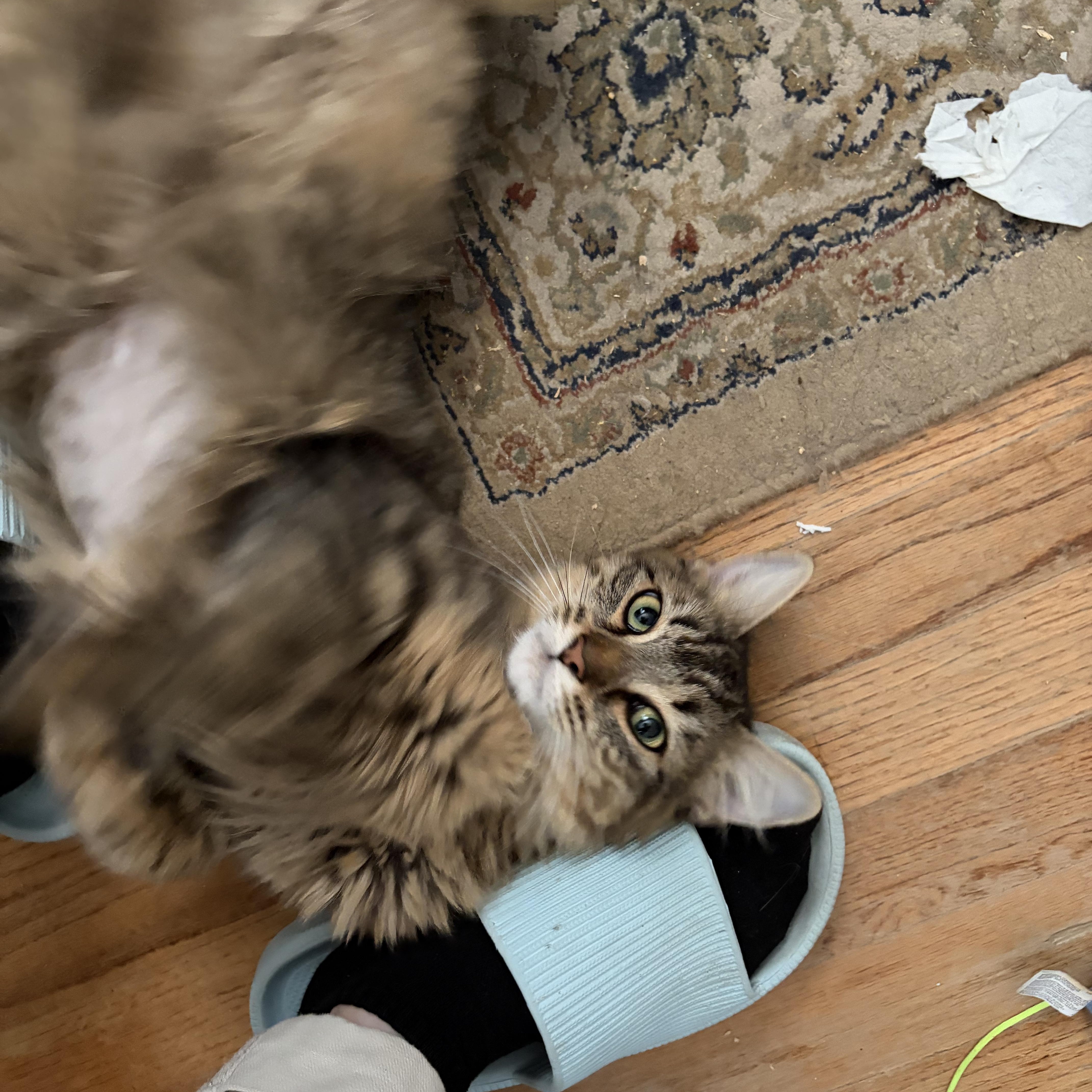 Enlarge Laleh, a ADOPTABLE Domestic Long Hair in New Britain, CT image 2/6