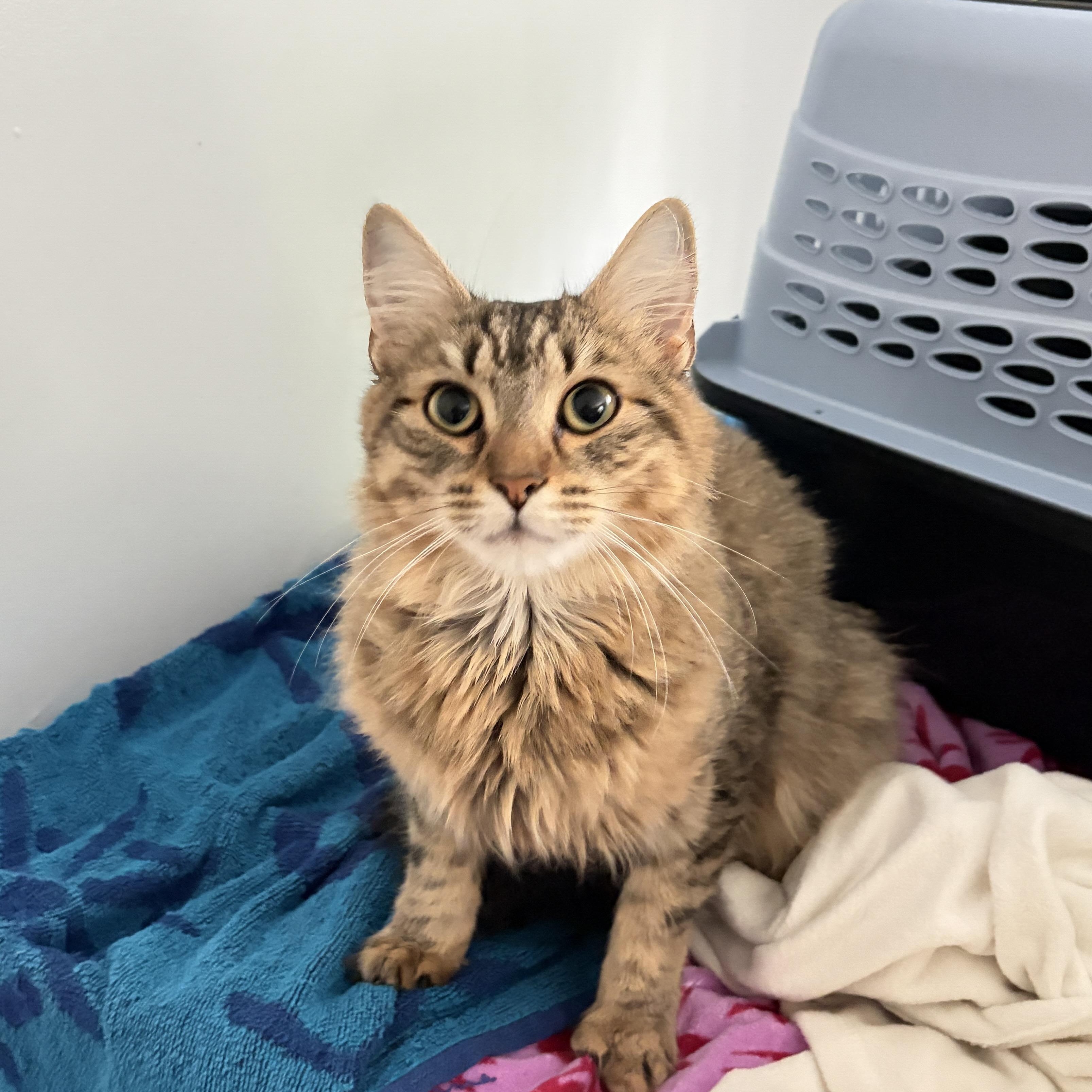 Enlarge Laleh, a ADOPTABLE Domestic Long Hair in New Britain, CT image 4/6