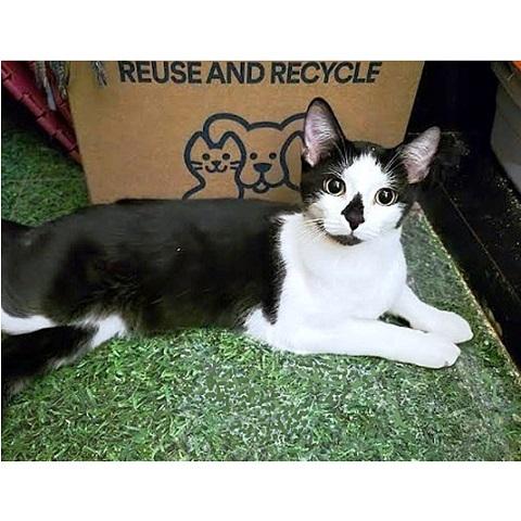 Carmen, Adoptable, Kitten Female Domestic Short Hair.