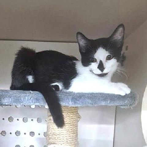 Carmen, an adoptable Domestic Short Hair in Salt Lake City, UT, 84109 | Photo Image 1