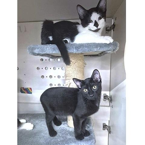 Enlarge Carmen, a Adoptable Domestic Short Hair in Salt Lake City, UT image 2/2