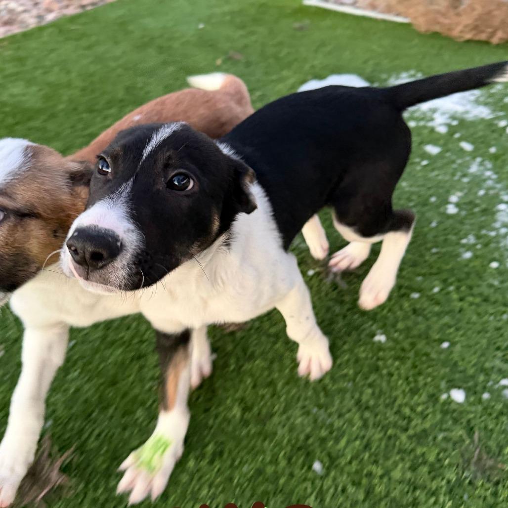 Enlarge Simon (N25-224), a Adoptable Mixed Breed in Peyton, CO image 1/3