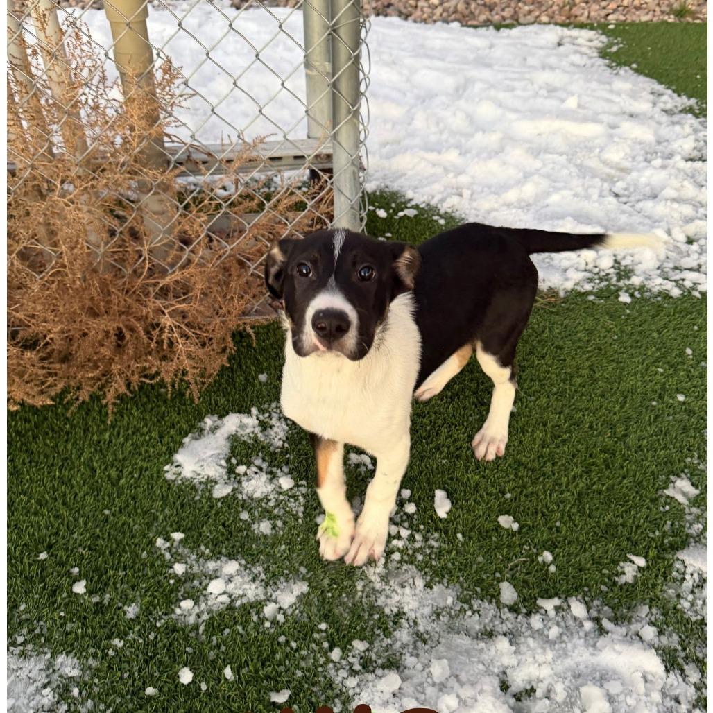 Enlarge Simon (N25-224), a Adoptable Mixed Breed in Peyton, CO image 3/3