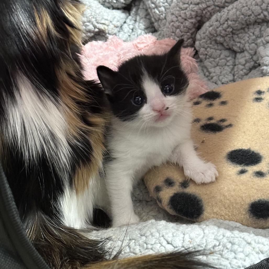 Jasper, Adoptable, Kitten Female Domestic Short Hair.