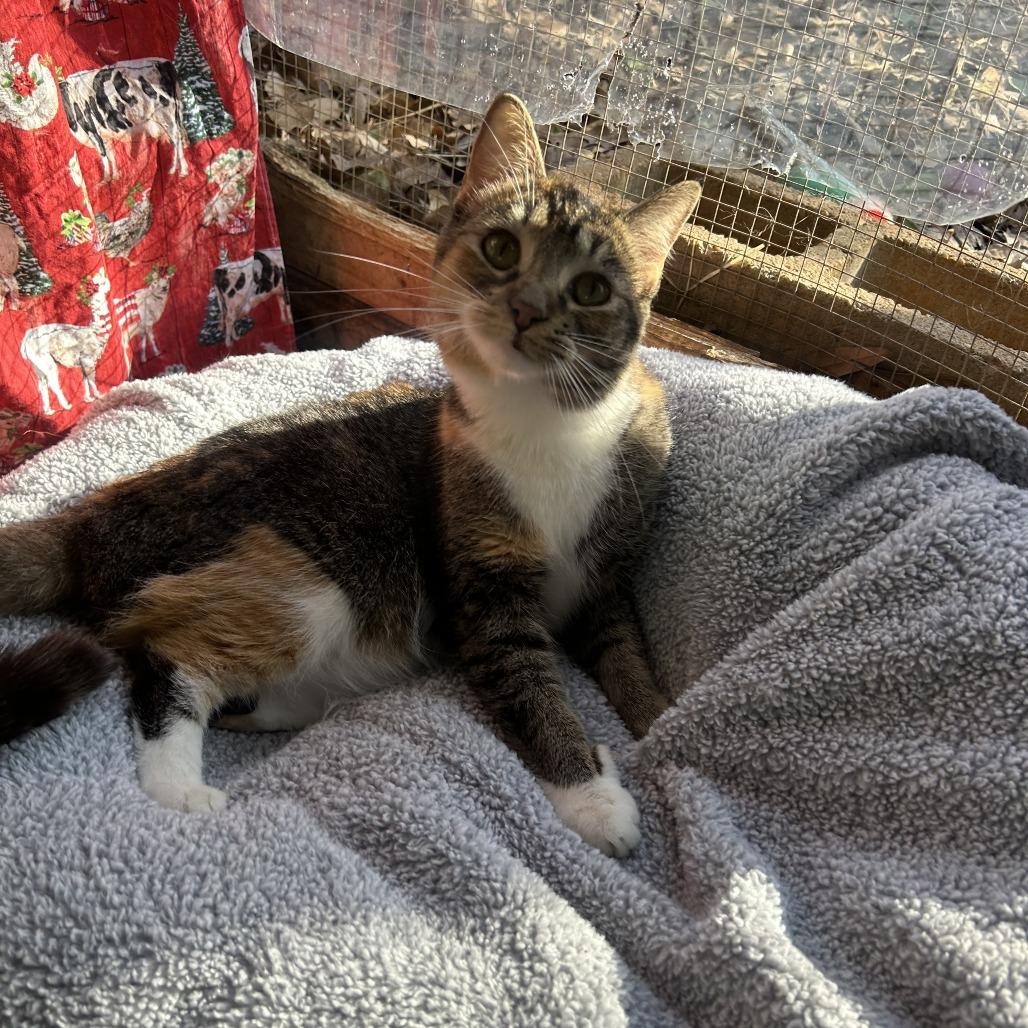 Allicat, Adoptable, Young Female Domestic Short Hair.