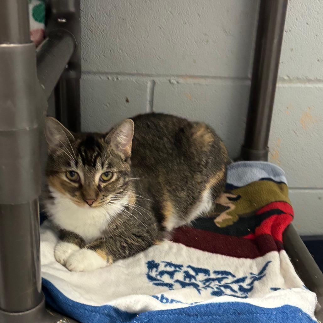 Enlarge Allicat, a Adoptable Domestic Short Hair in Enterprise, AL image 2/2