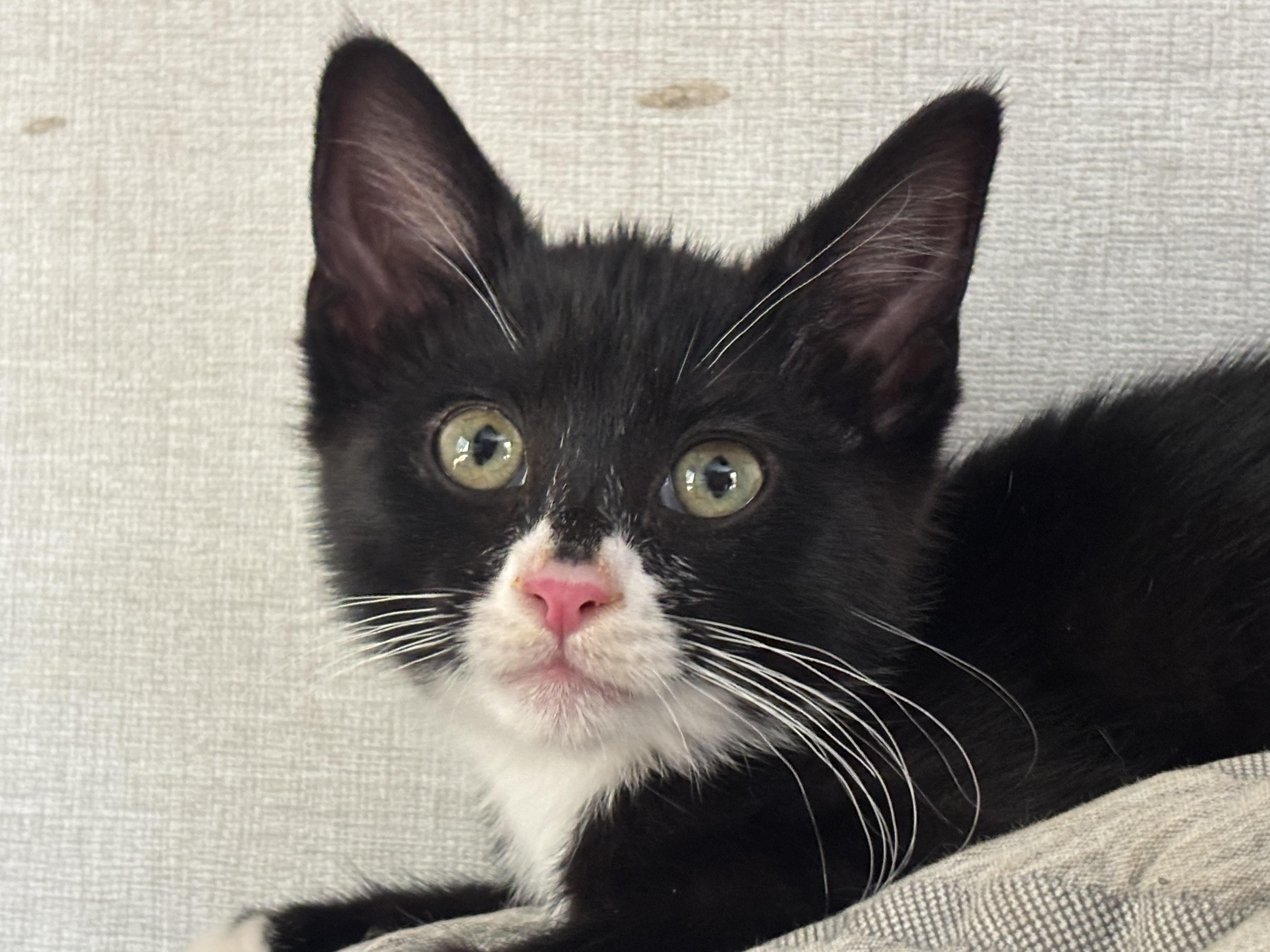 Mango, ADOPTABLE, Young Female Tuxedo.