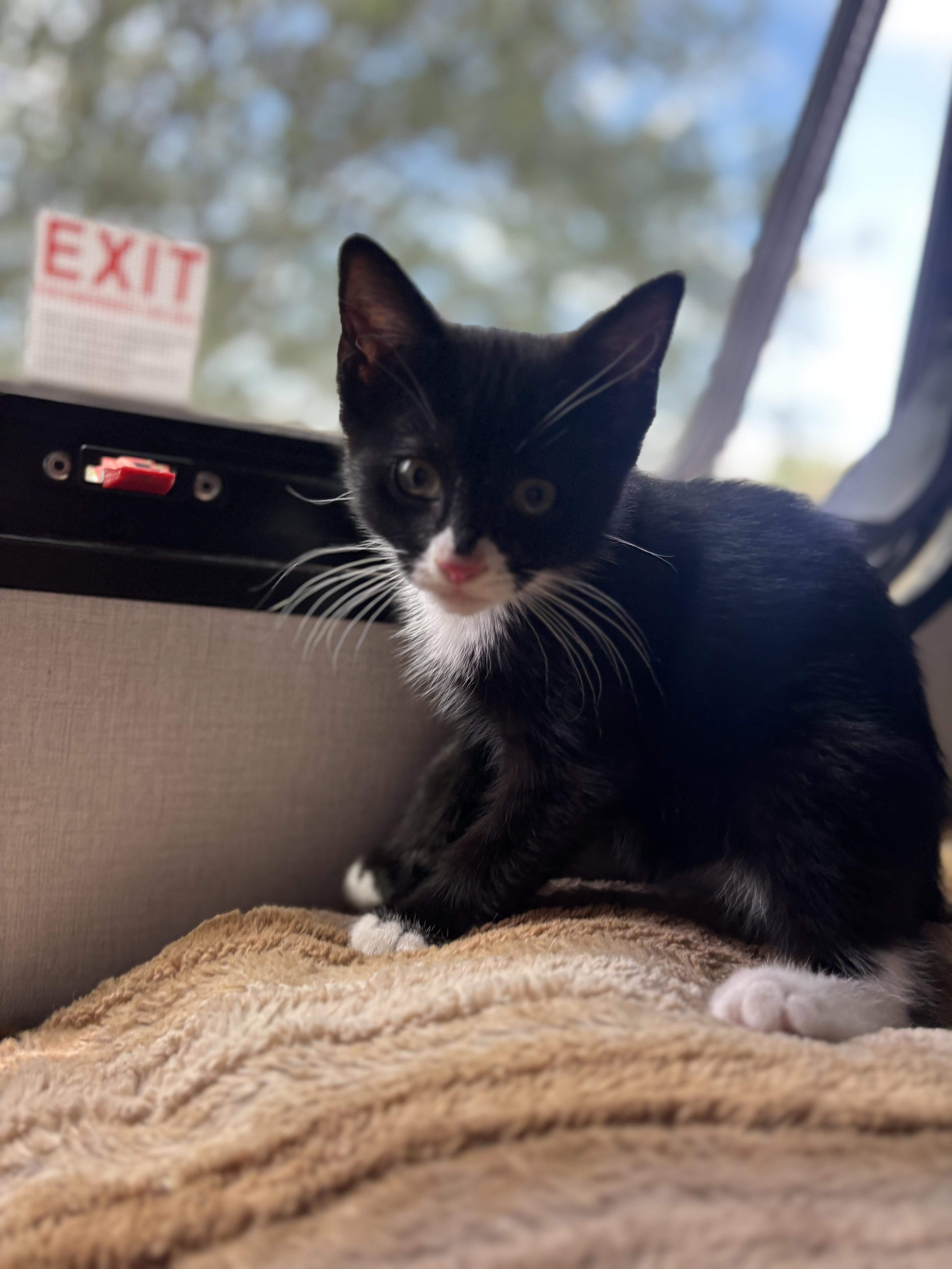 Mango, a ADOPTABLE Tuxedo in San Diego, CA image 4/5