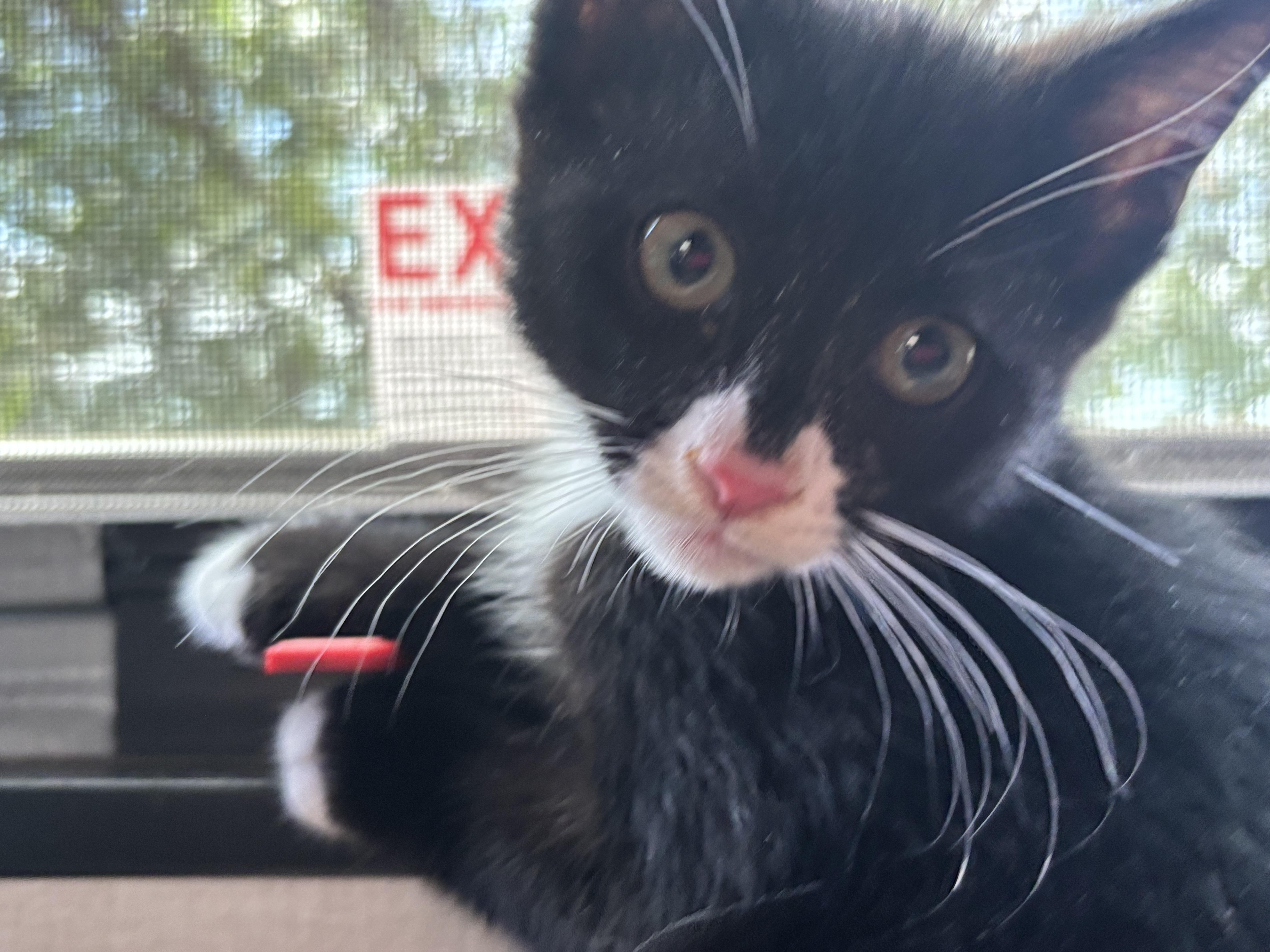 Mango, a ADOPTABLE Tuxedo in San Diego, CA image 2/5
