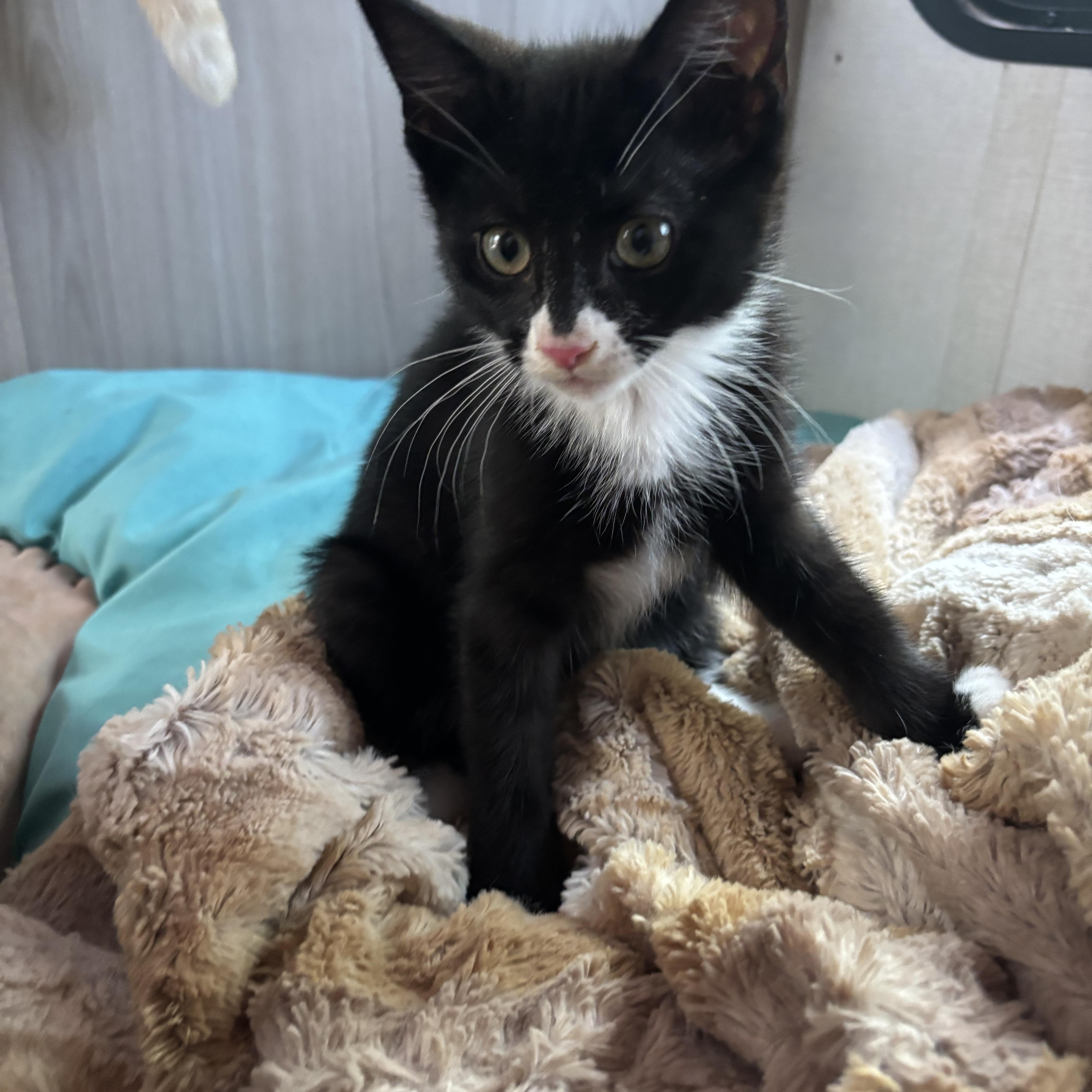 Mango, a ADOPTABLE Tuxedo in San Diego, CA image 5/5