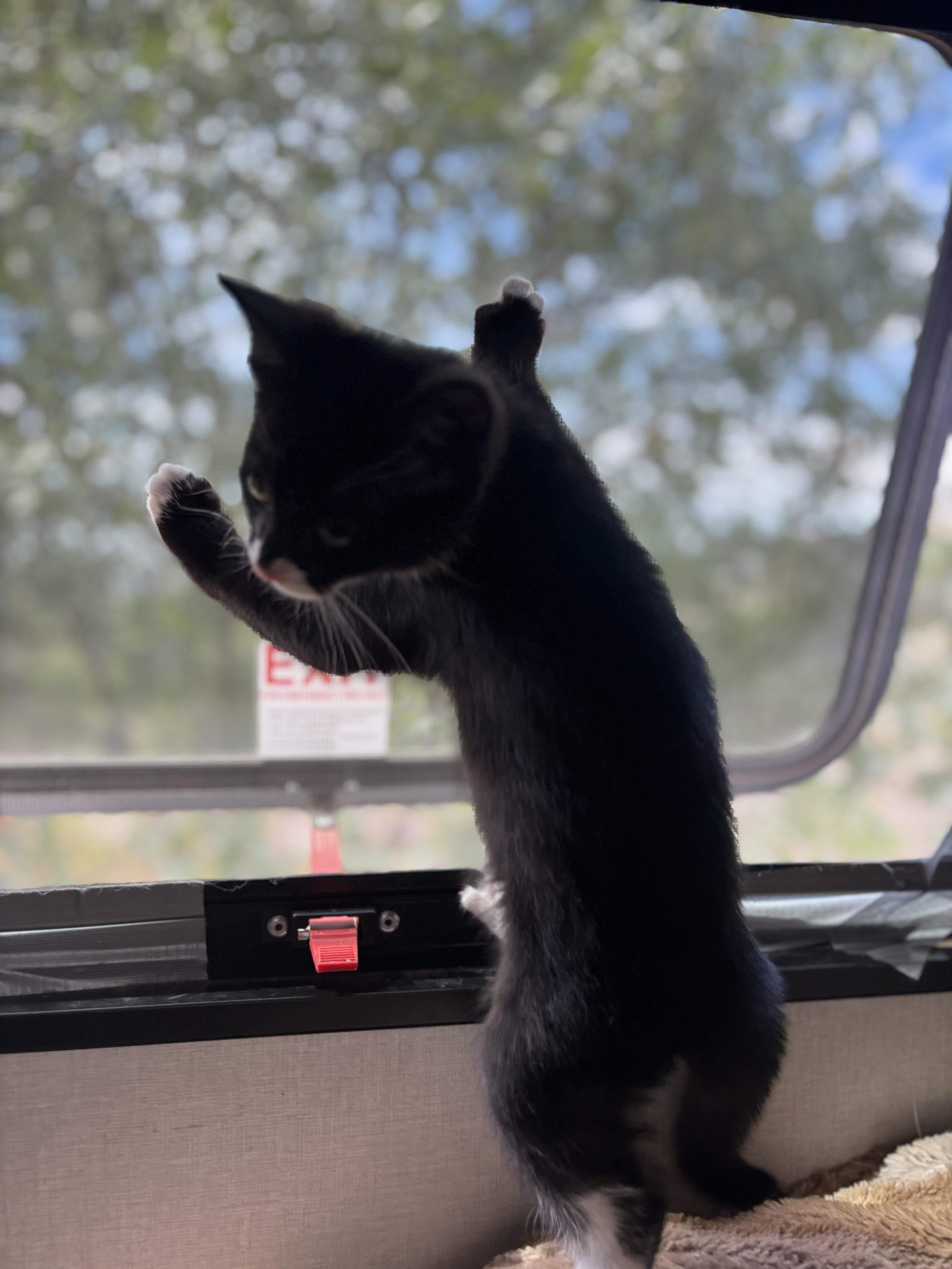 Mango, a ADOPTABLE Tuxedo in San Diego, CA image 3/5
